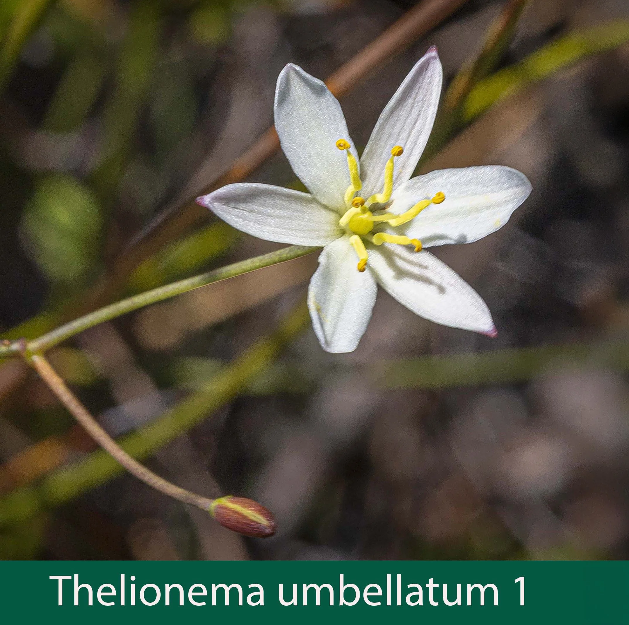 Thelionema umbellatum 1_.jpg