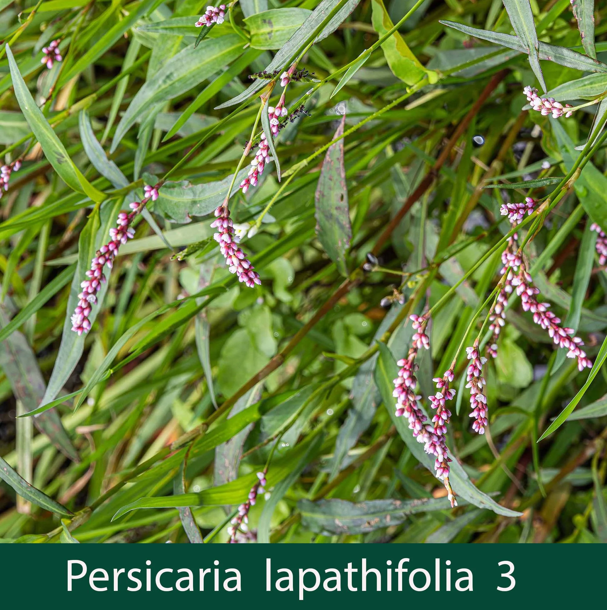 Persicaria lapathifolia 3_.jpg