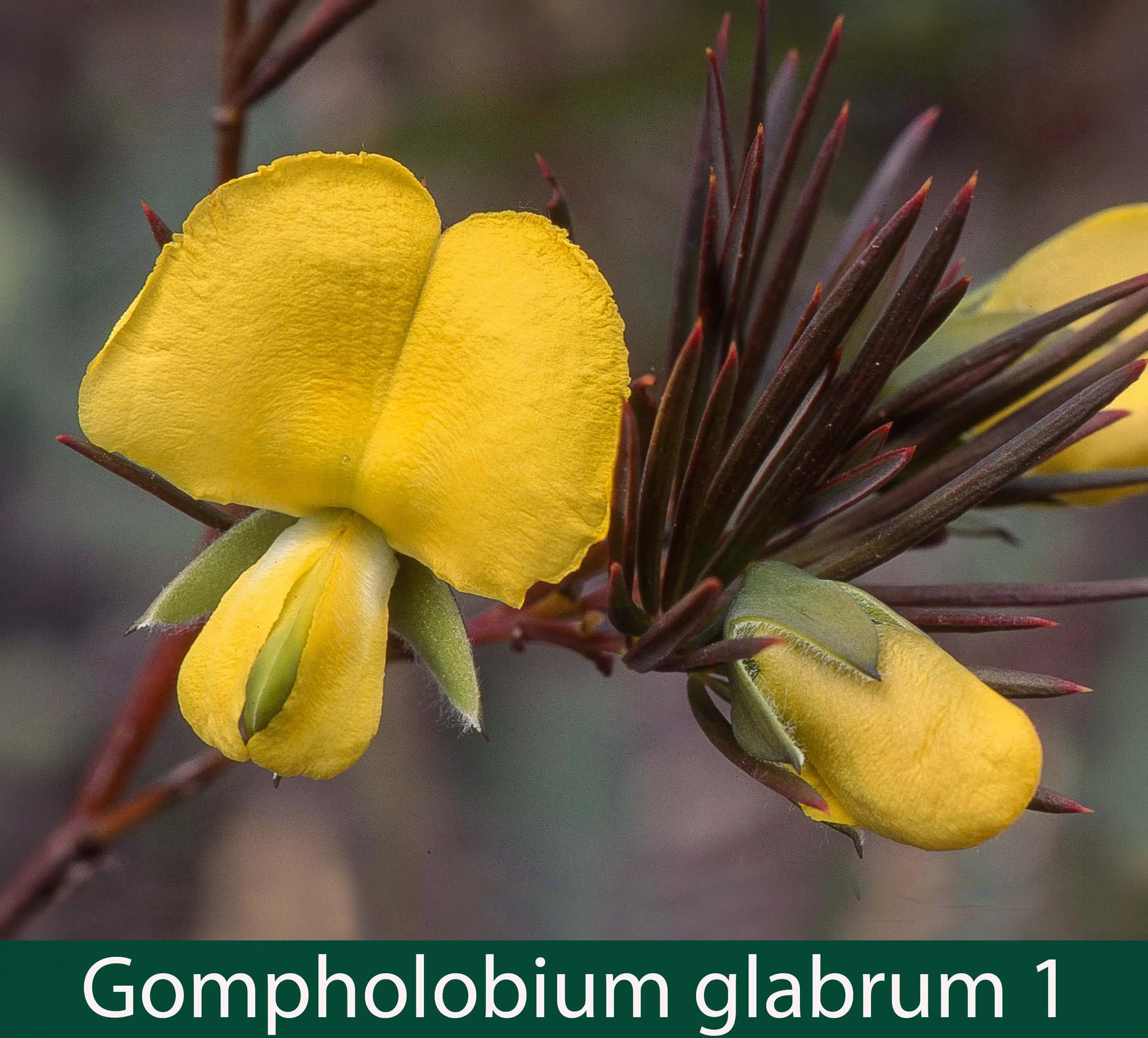 Gompholobium glabrum 1_.jpg