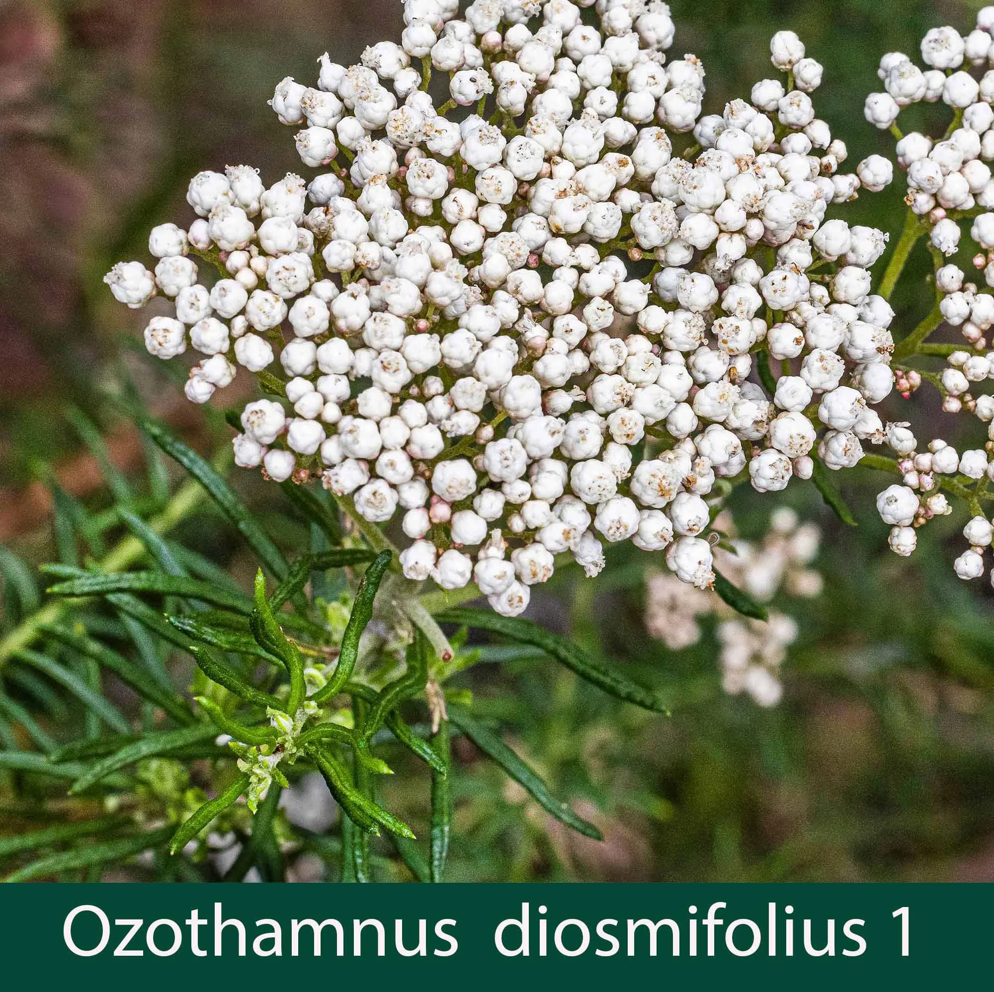 Ozothamnus diosmifolius 1_.jpg