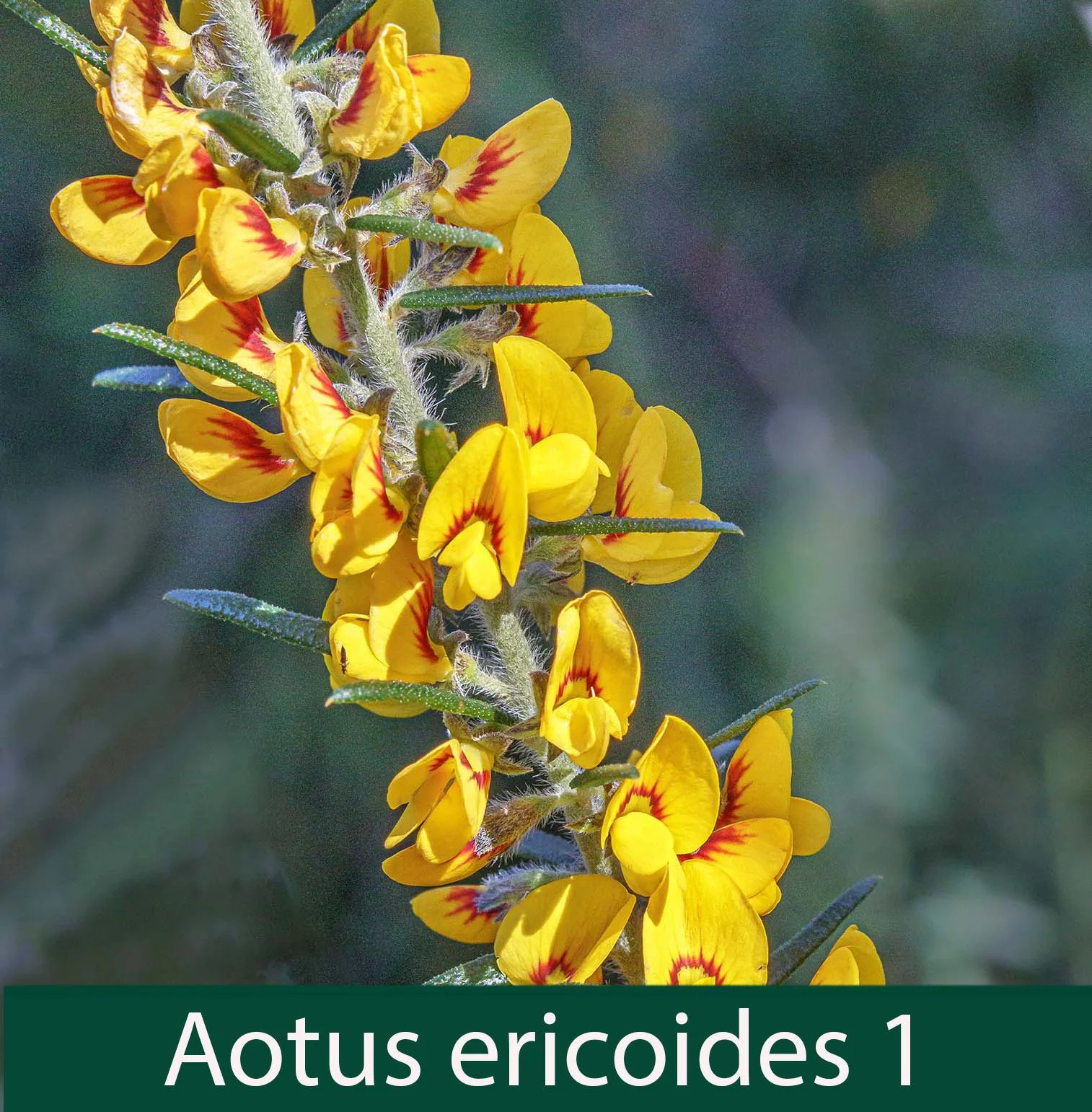Aotus ericoides 1.jpg