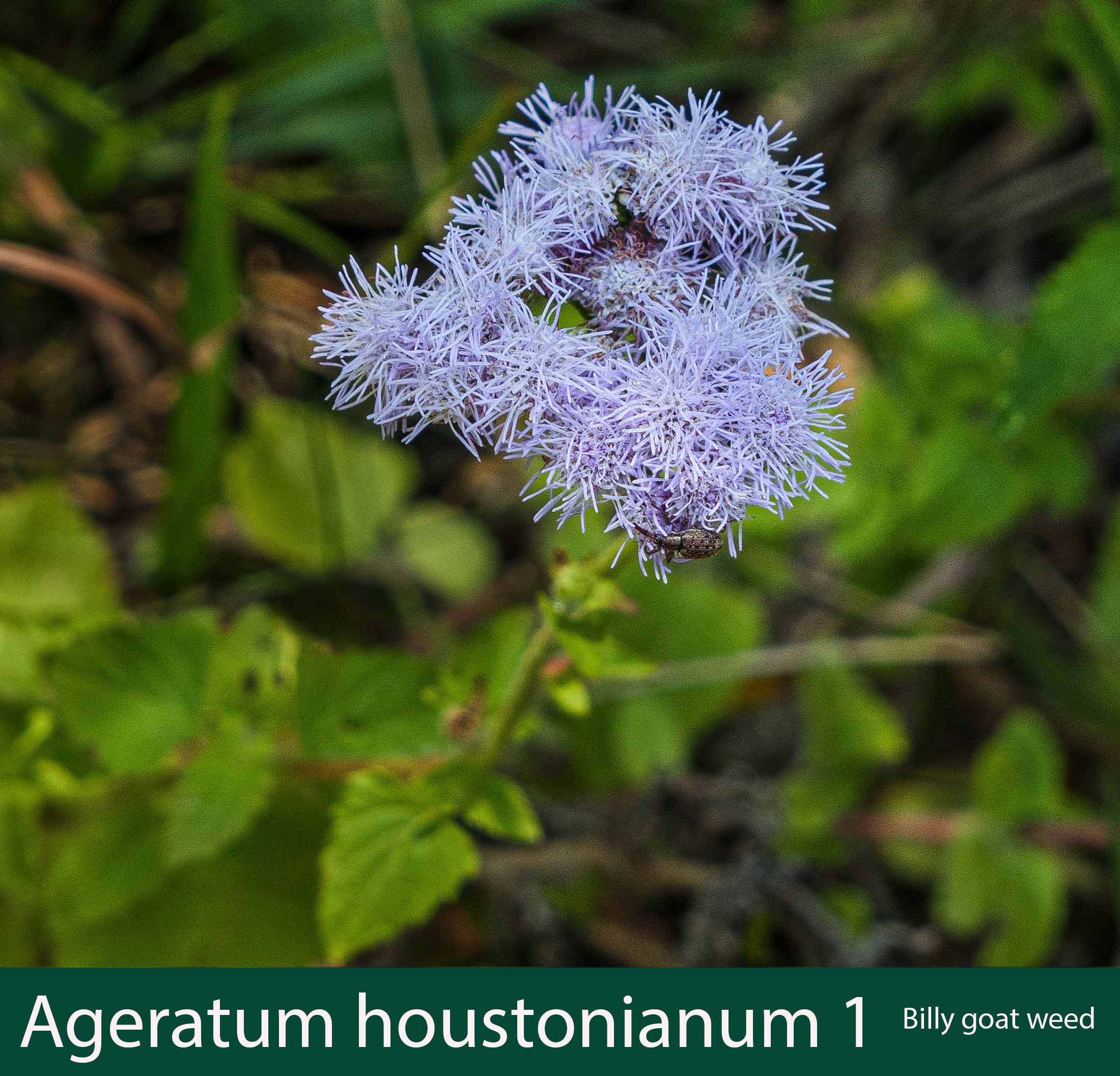 Ageratum houstonianum 1 Billy goat weed.jpg