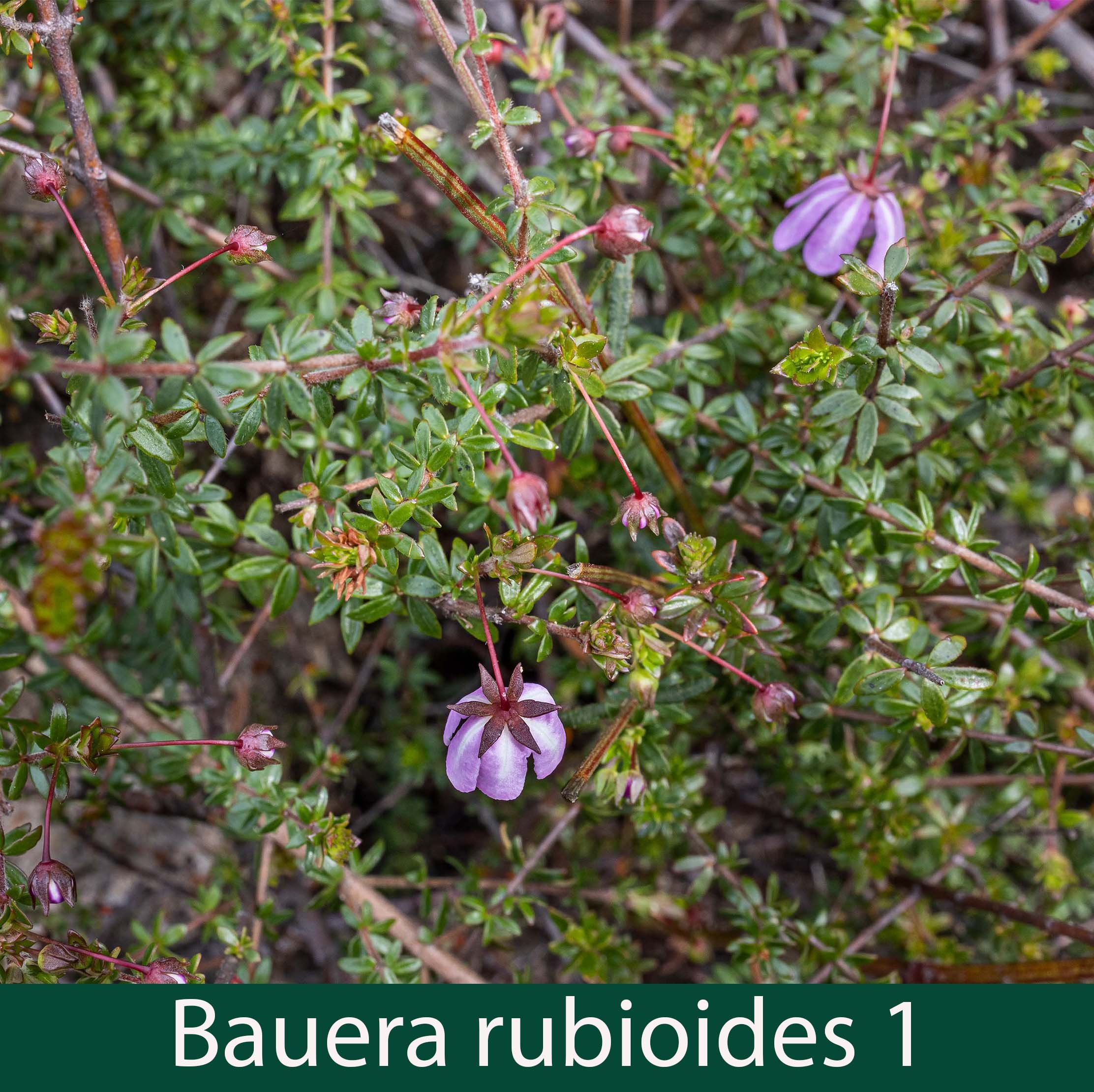Bauera rubioides 1_.jpg