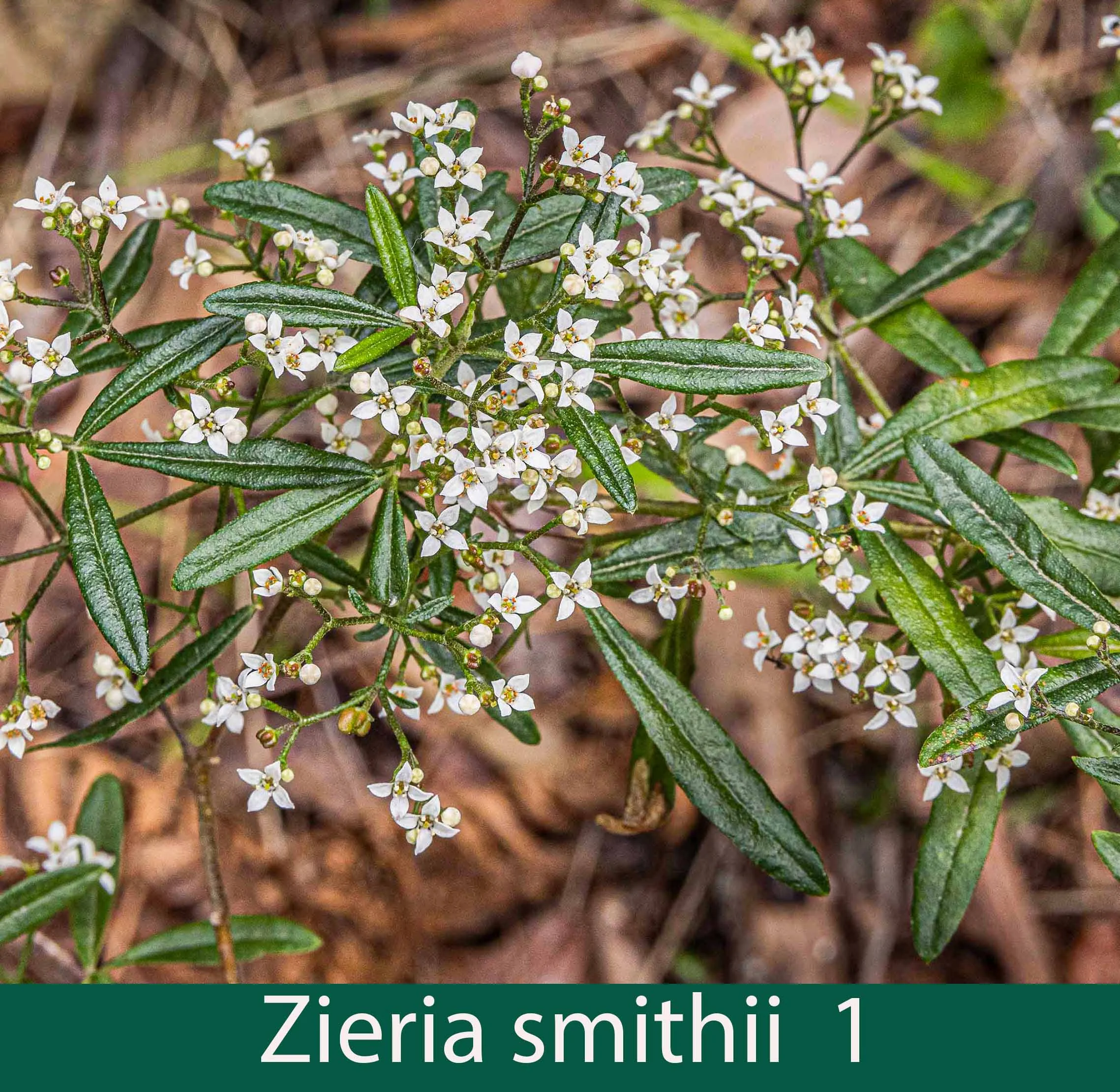 Zieria smithii 1_.jpg