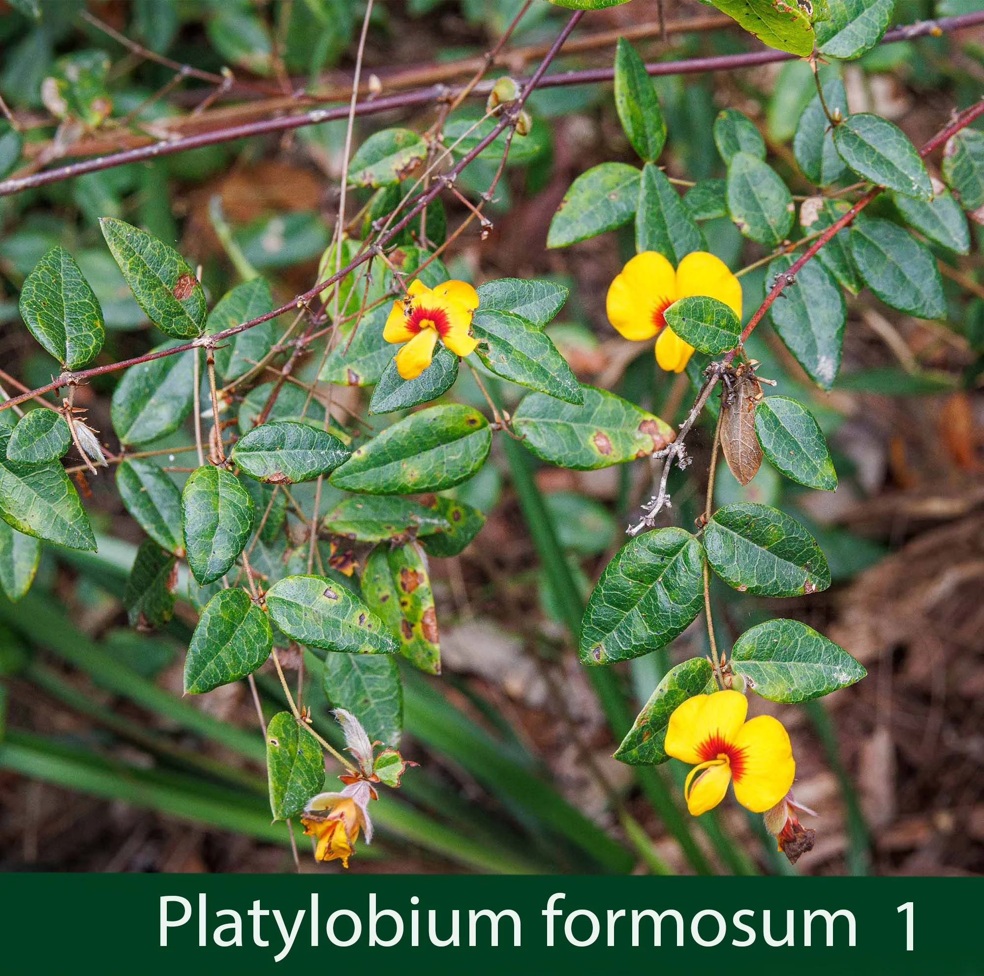 Platylobium formosum 1_.jpg