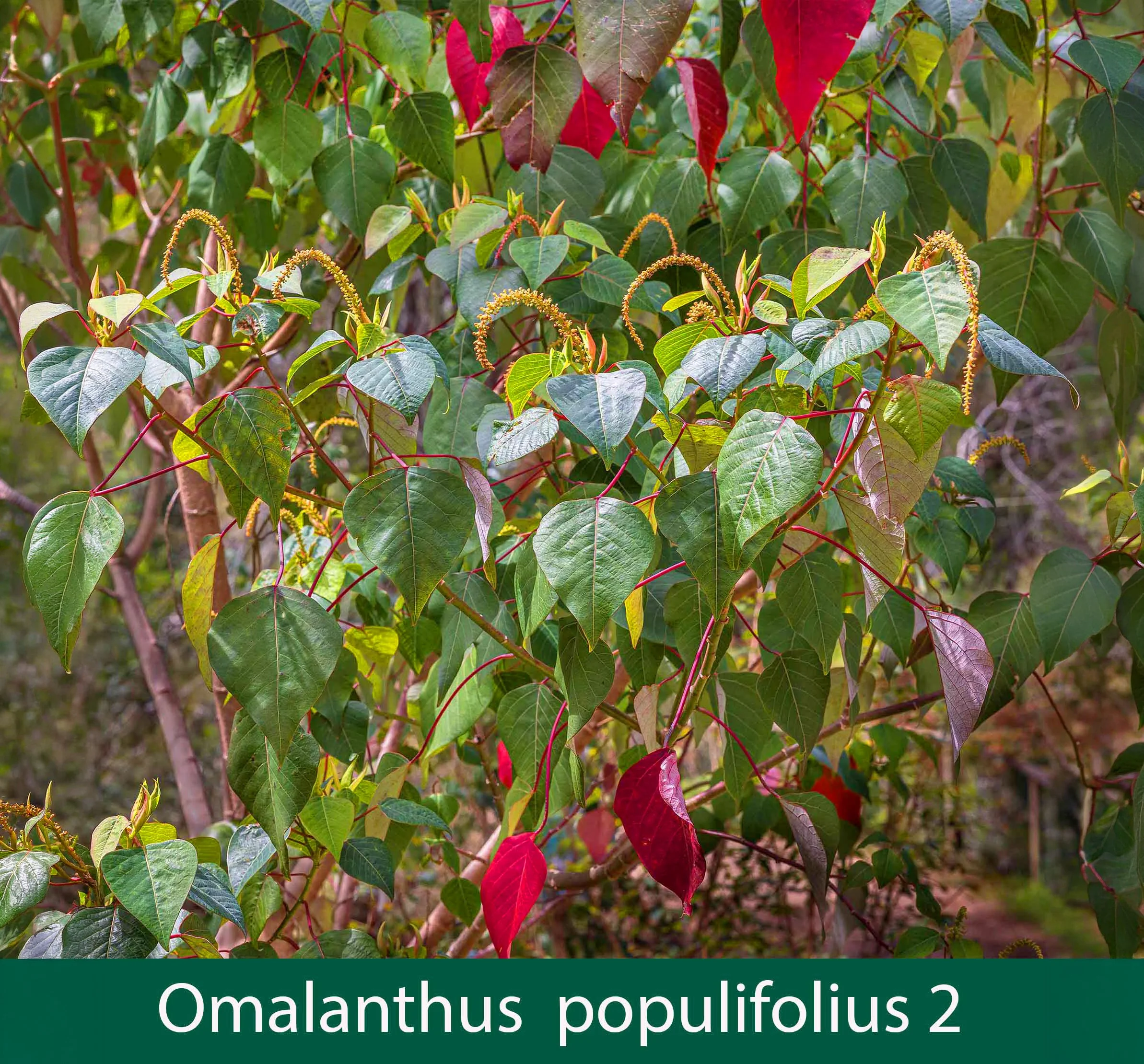 Omalanthus populifolius 2_.jpg