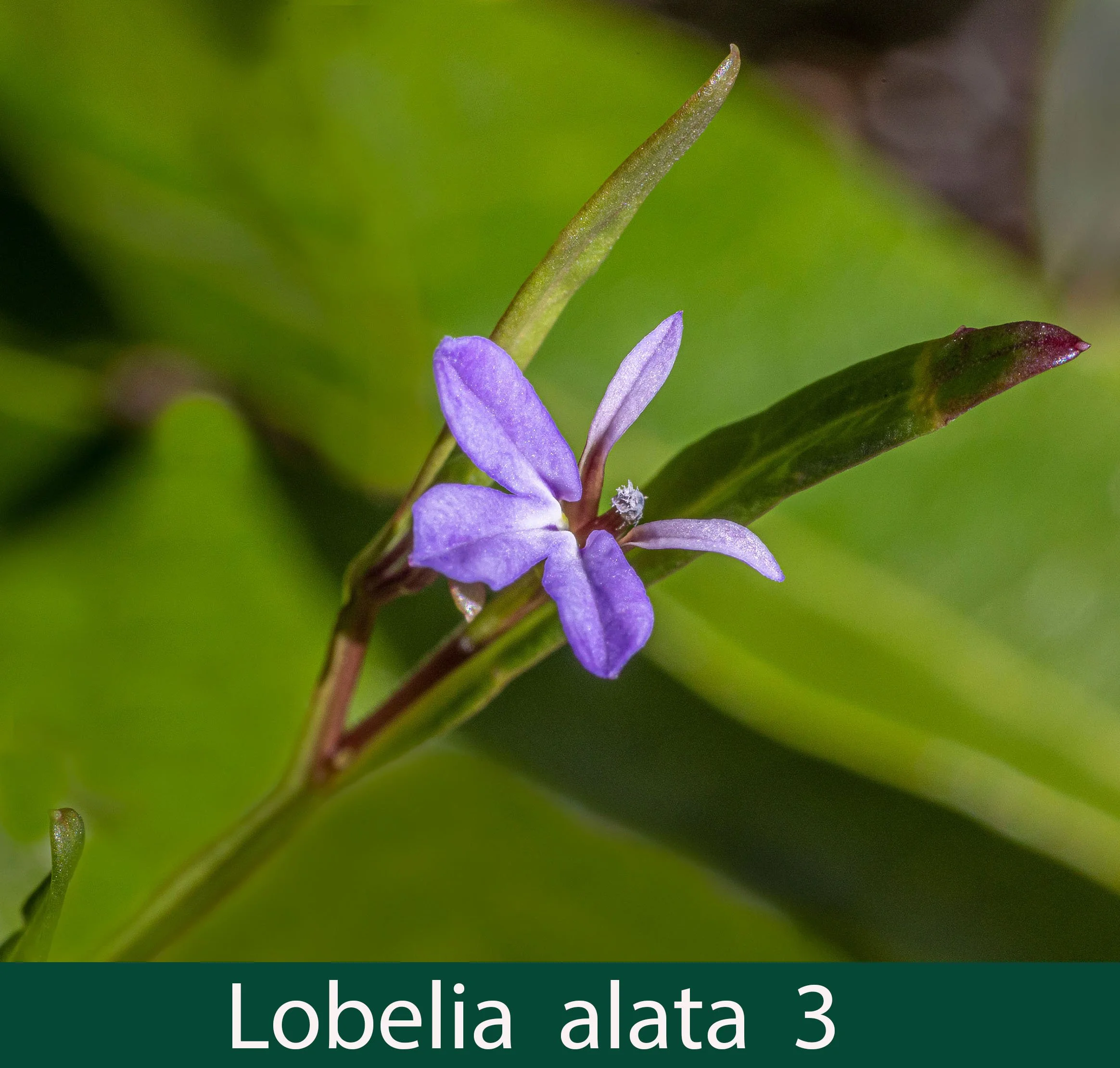 Lobelia alata 3_.jpg