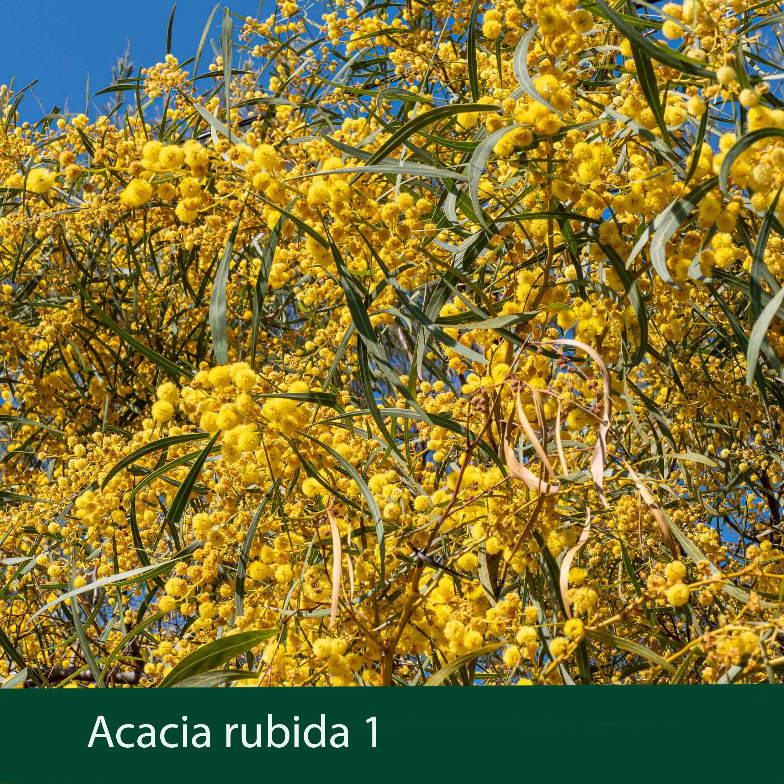 Acacia rubida 1 .jpg