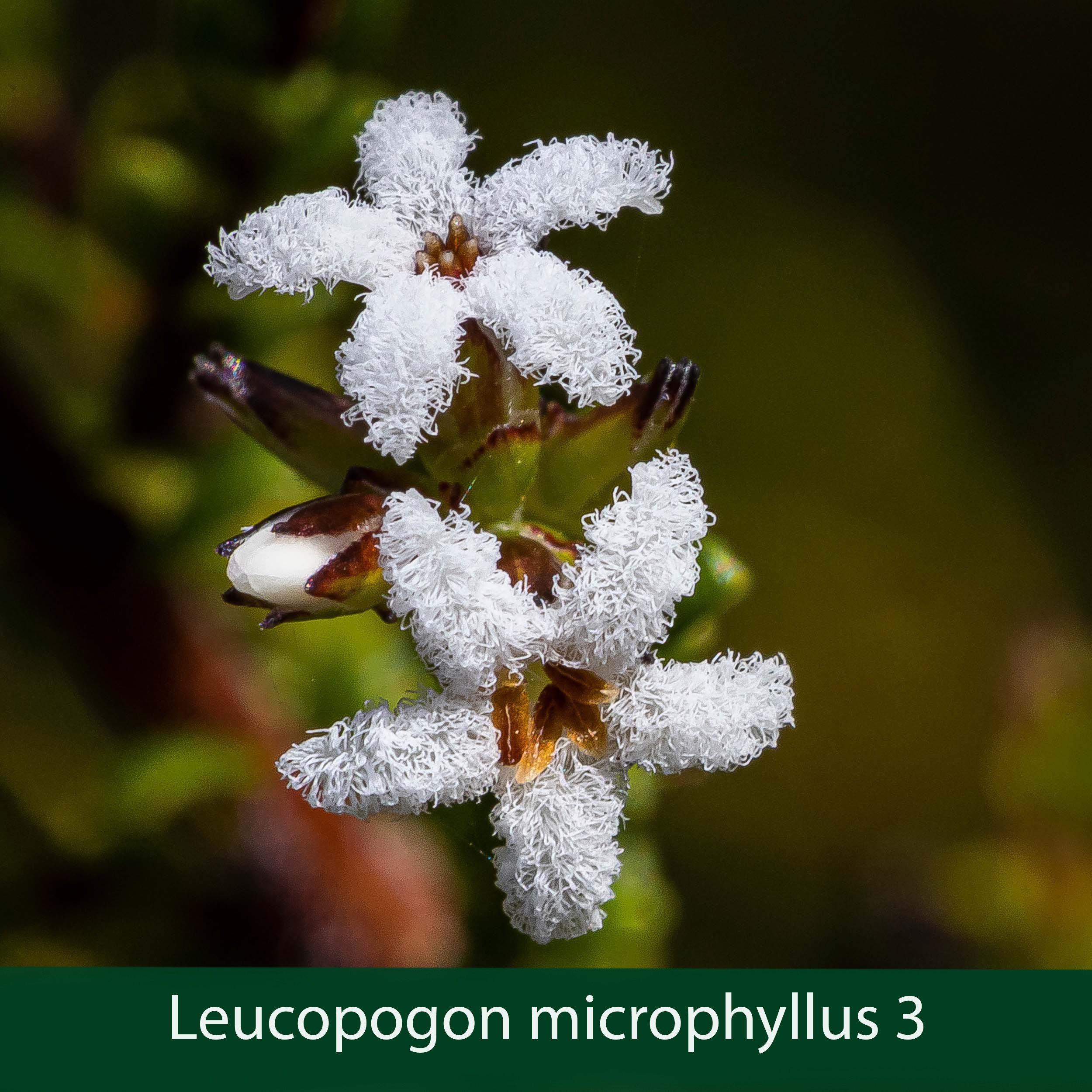 Leucopogon microphyllus 3 .jpg
