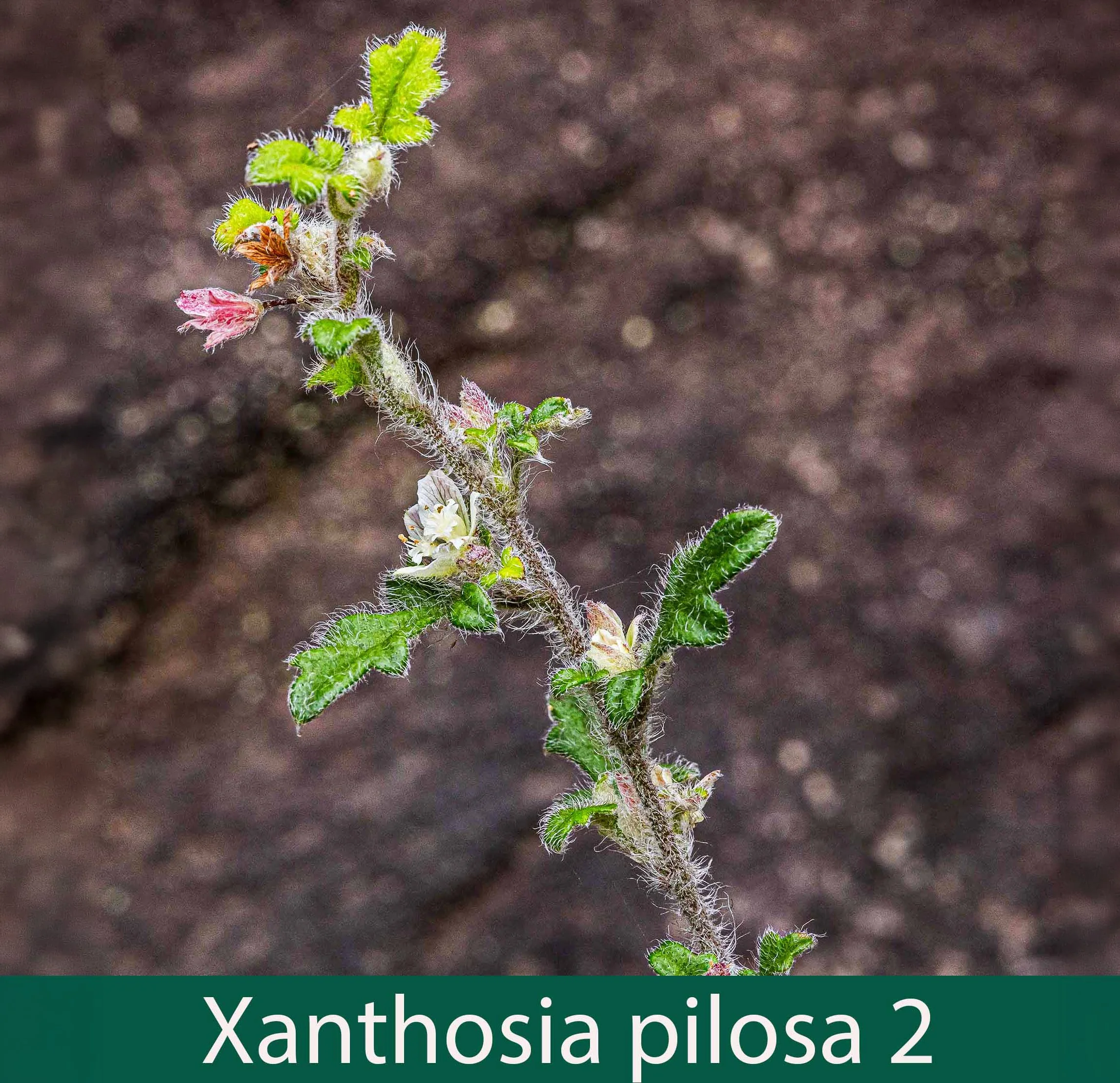 Xanthosia pilosa 2_.jpg