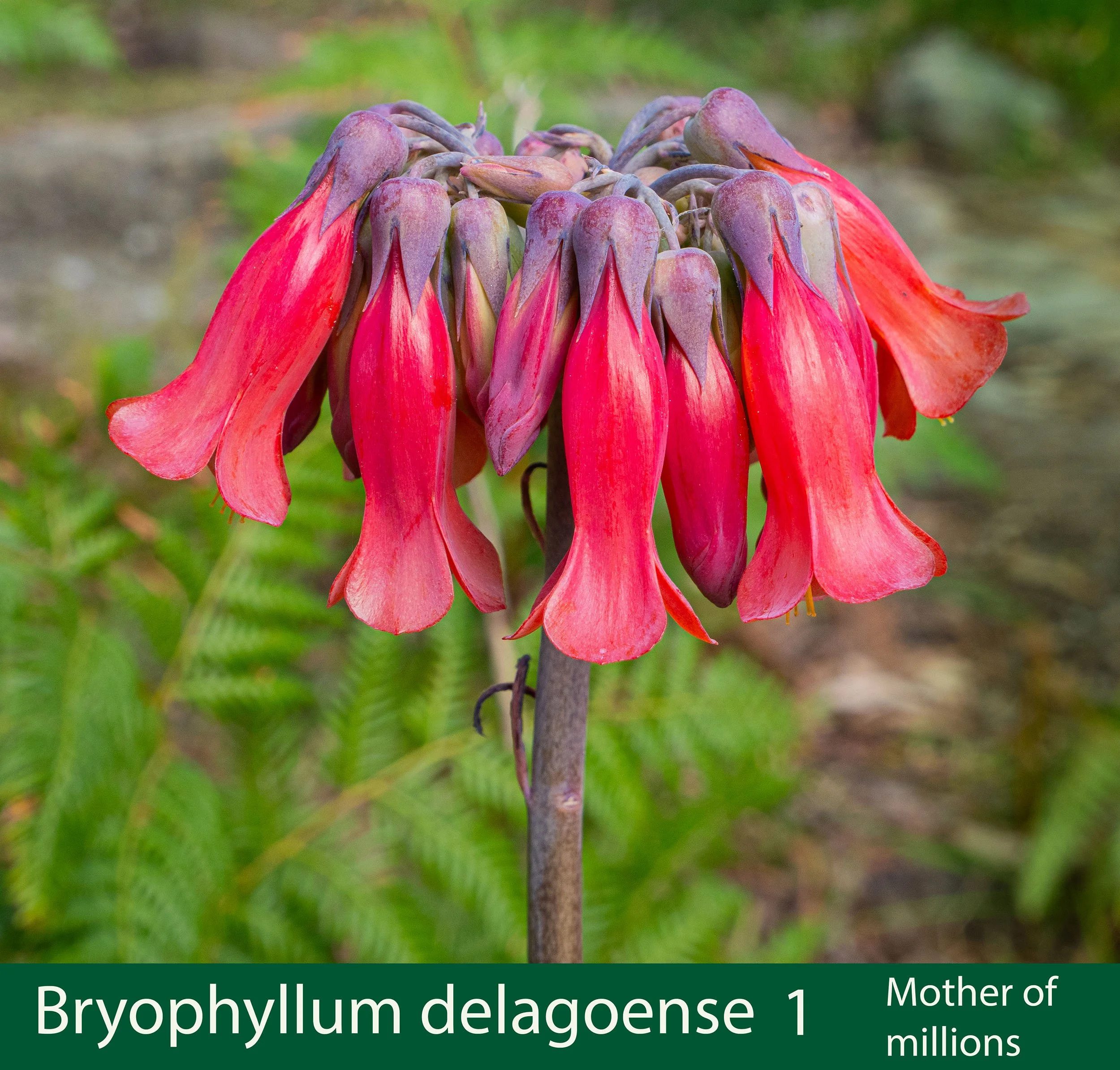 Bryophyllum delagoense 1 for squspace-Mother of Millions-.jpg