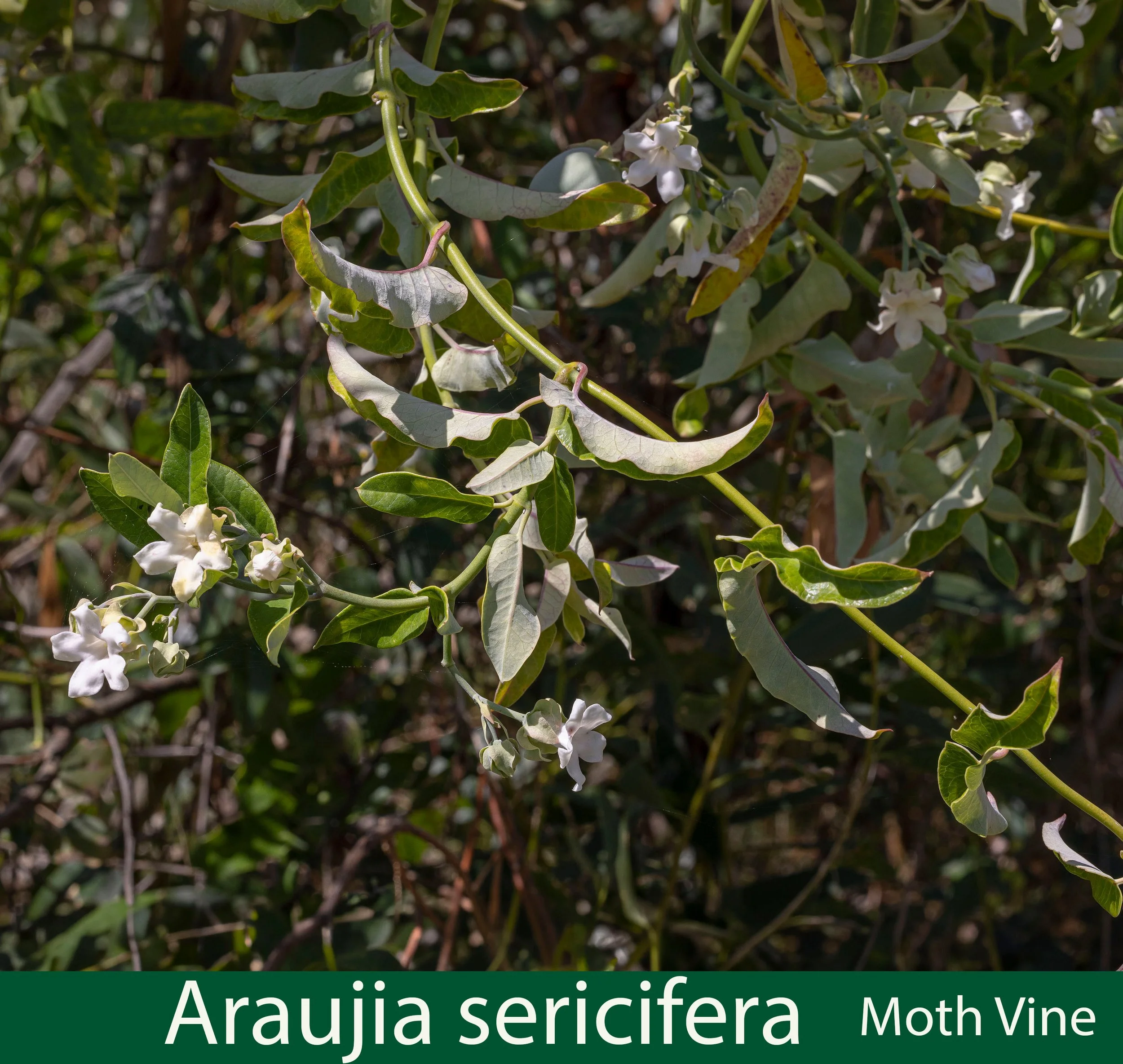 Araujia sericifera 1 Moth Vine.jpg