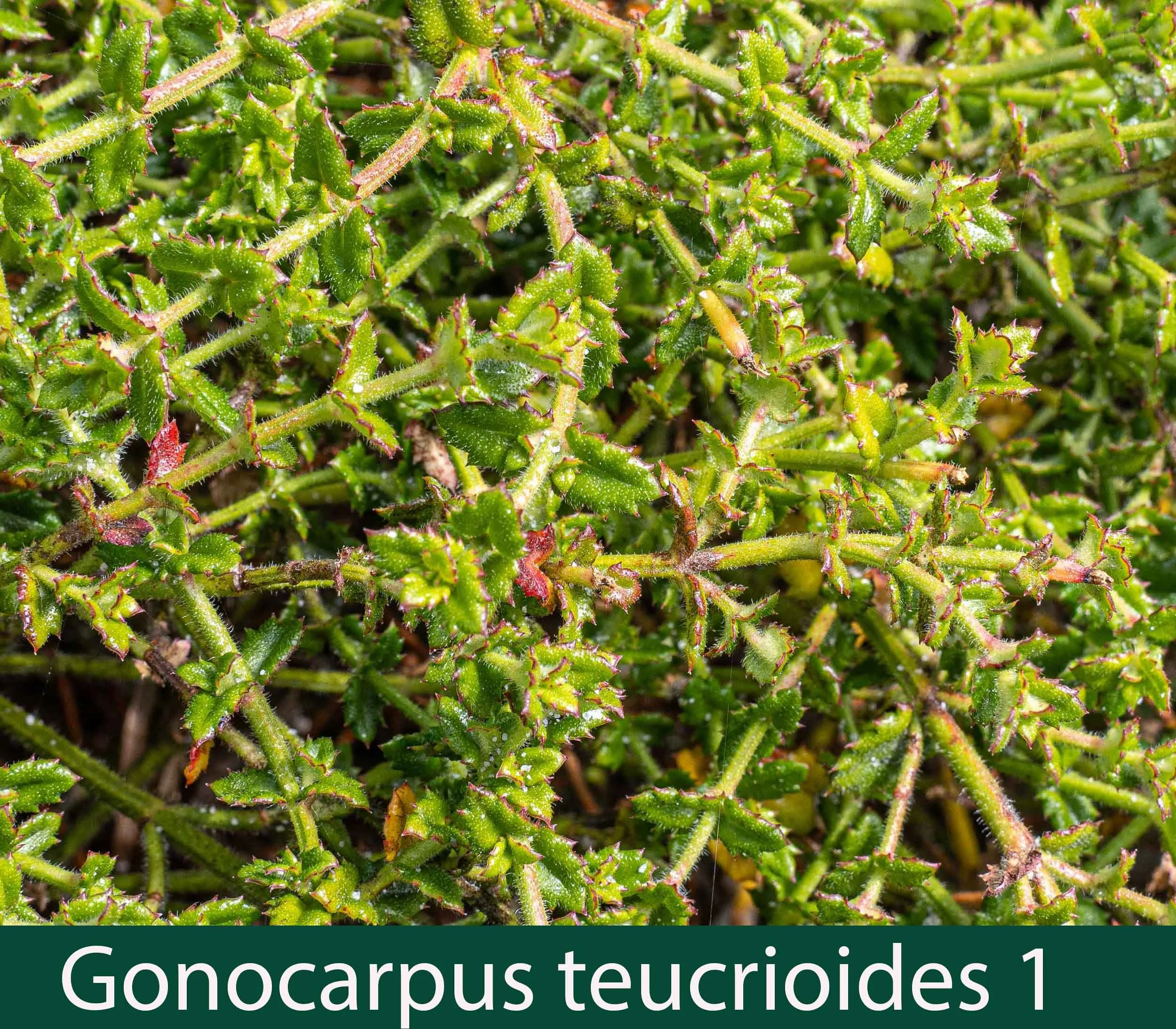Gonocarpus teucrioides 1 Raspwort.jpg