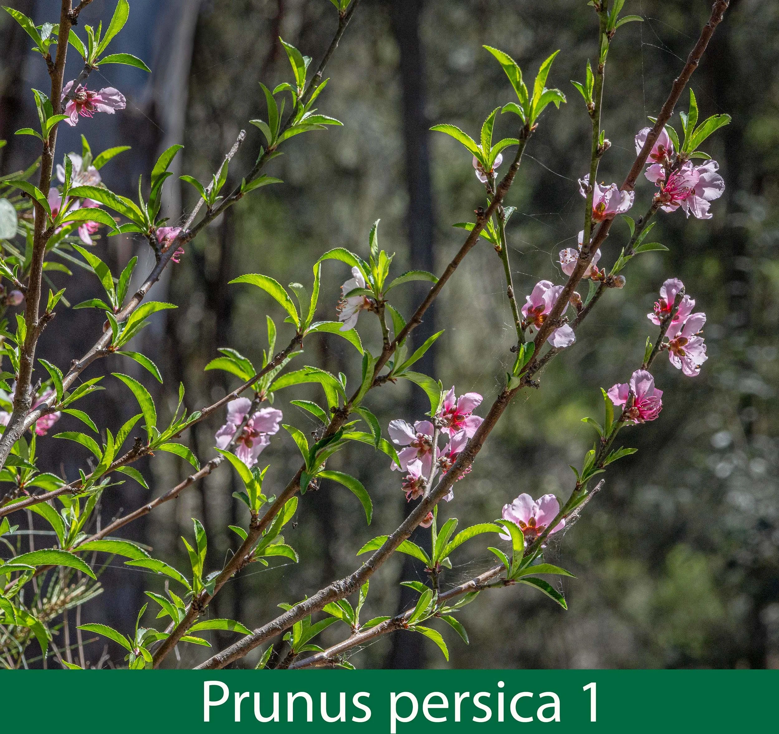 Prunus persica 1 261A1346 .jpg