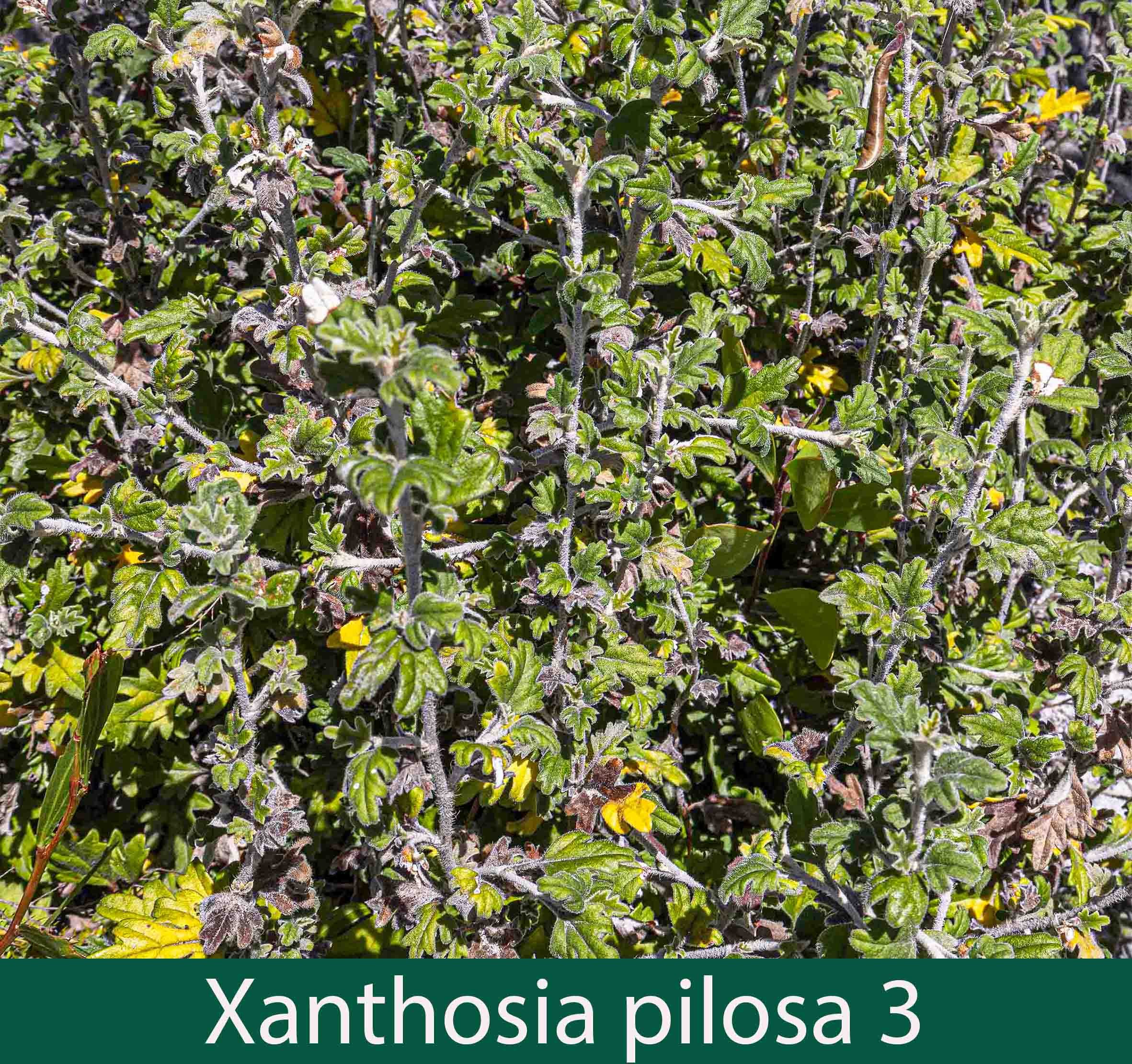 Xanthosia pilosa 3_.jpg