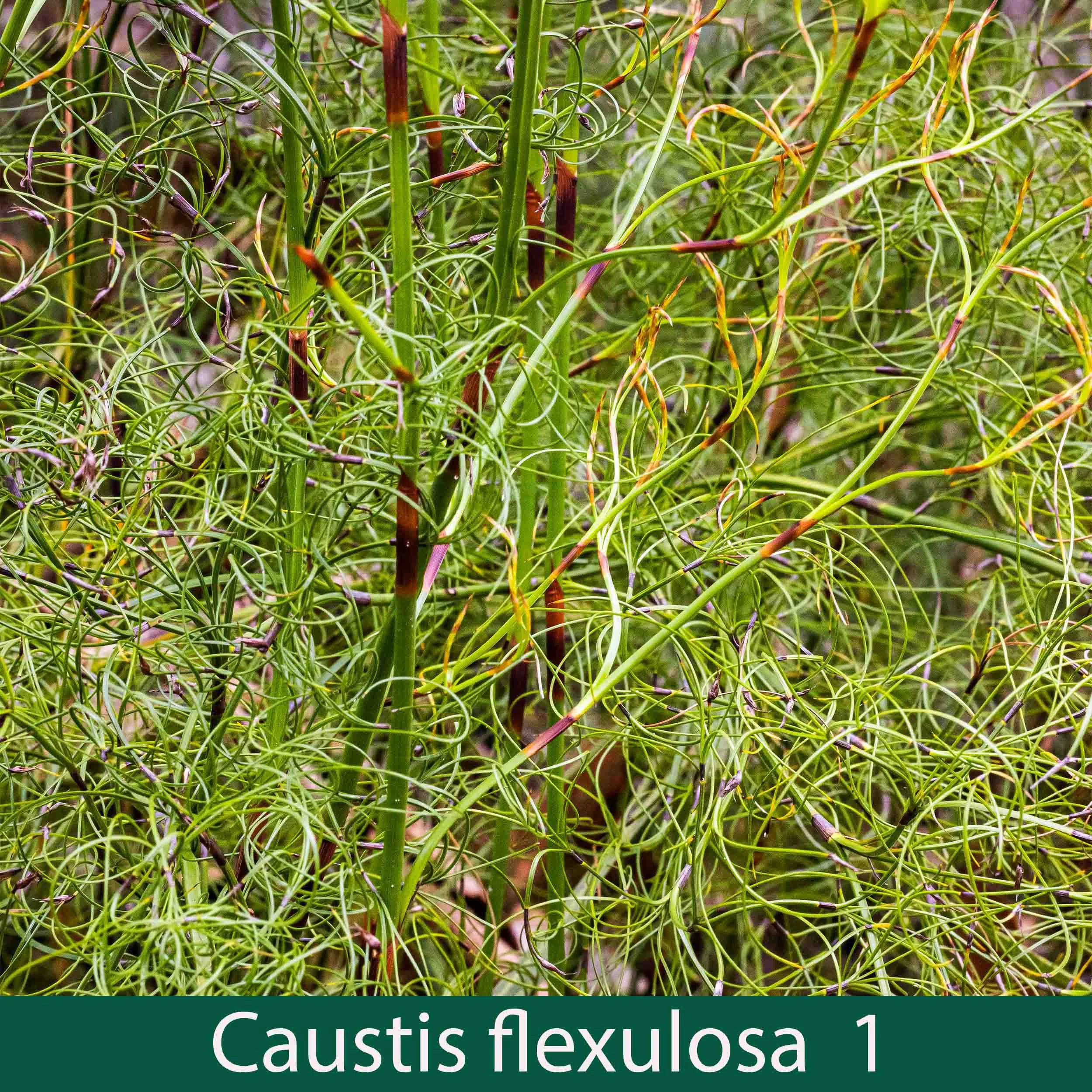 Caustis flexulosa 1_.jpg
