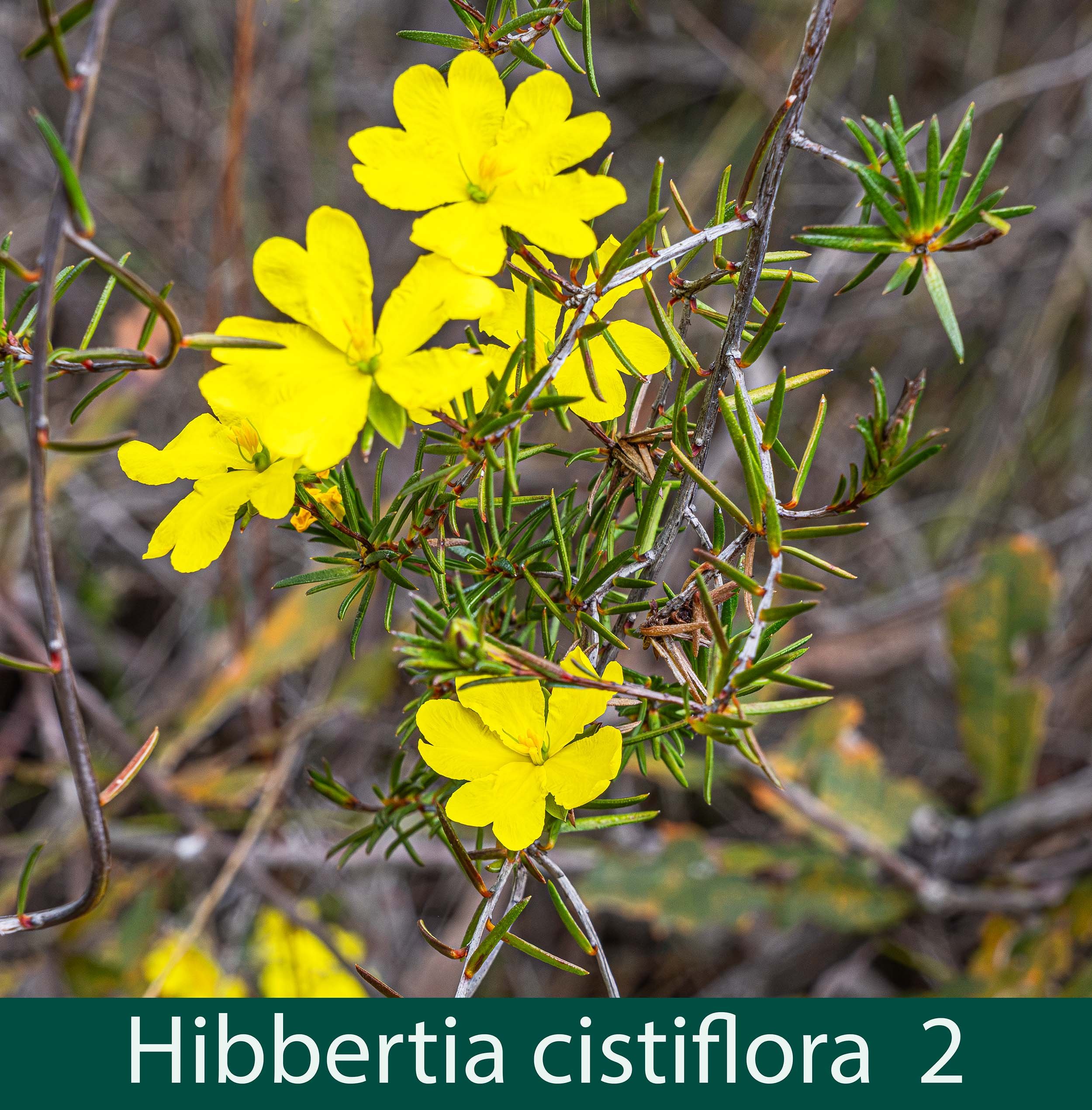 Hibbertia cistiflora 2 cropped and reduced  .jpg