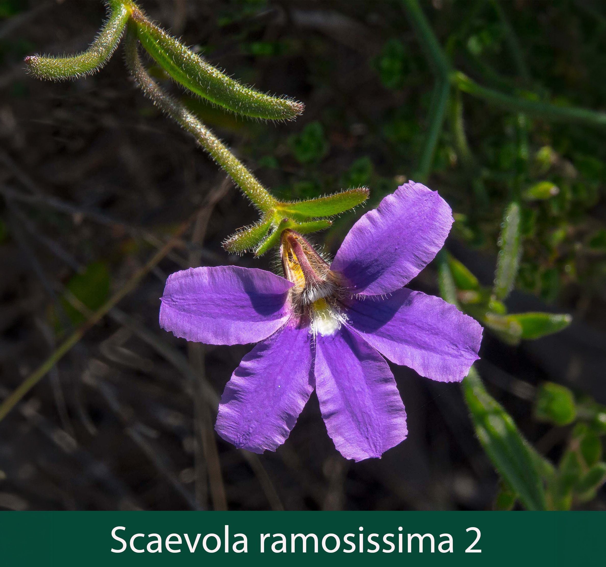 Scaevola ramosissima  2   Snake flower.jpg