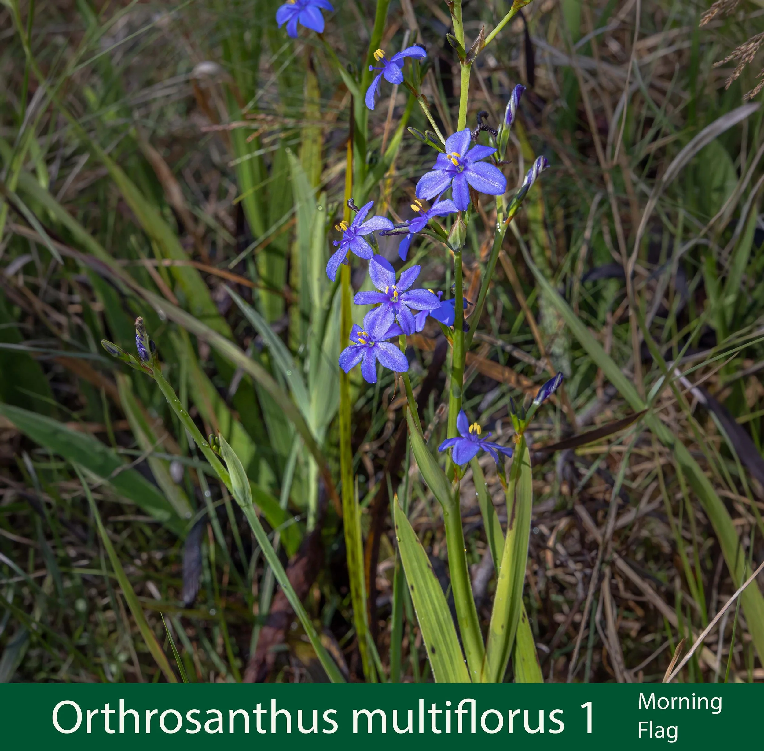 Orthrosanthus multiflorus  1 Morning Flag _E9A0168  reduced  copy.jpg