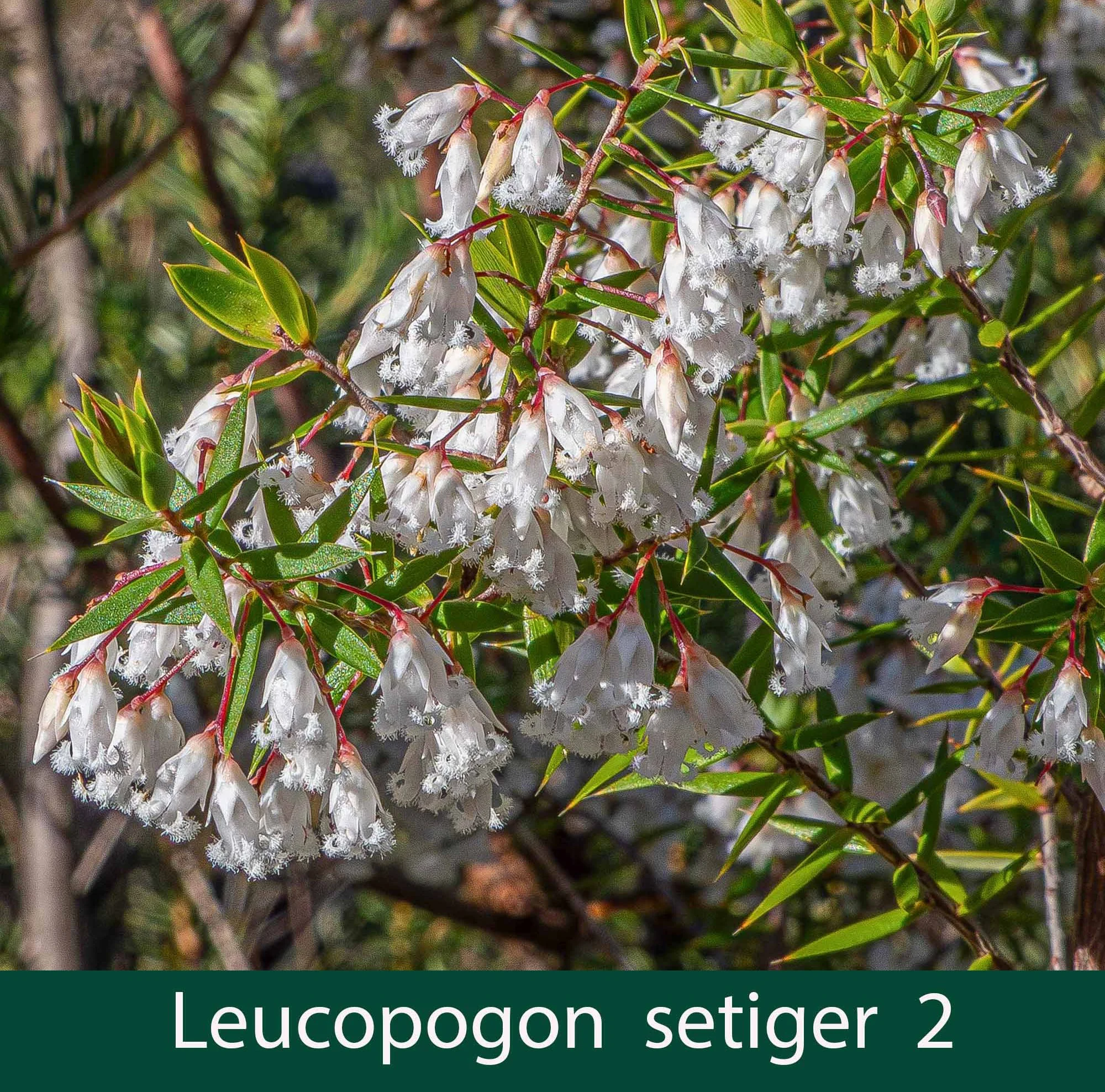 Leucopogon setiger 1_.jpg