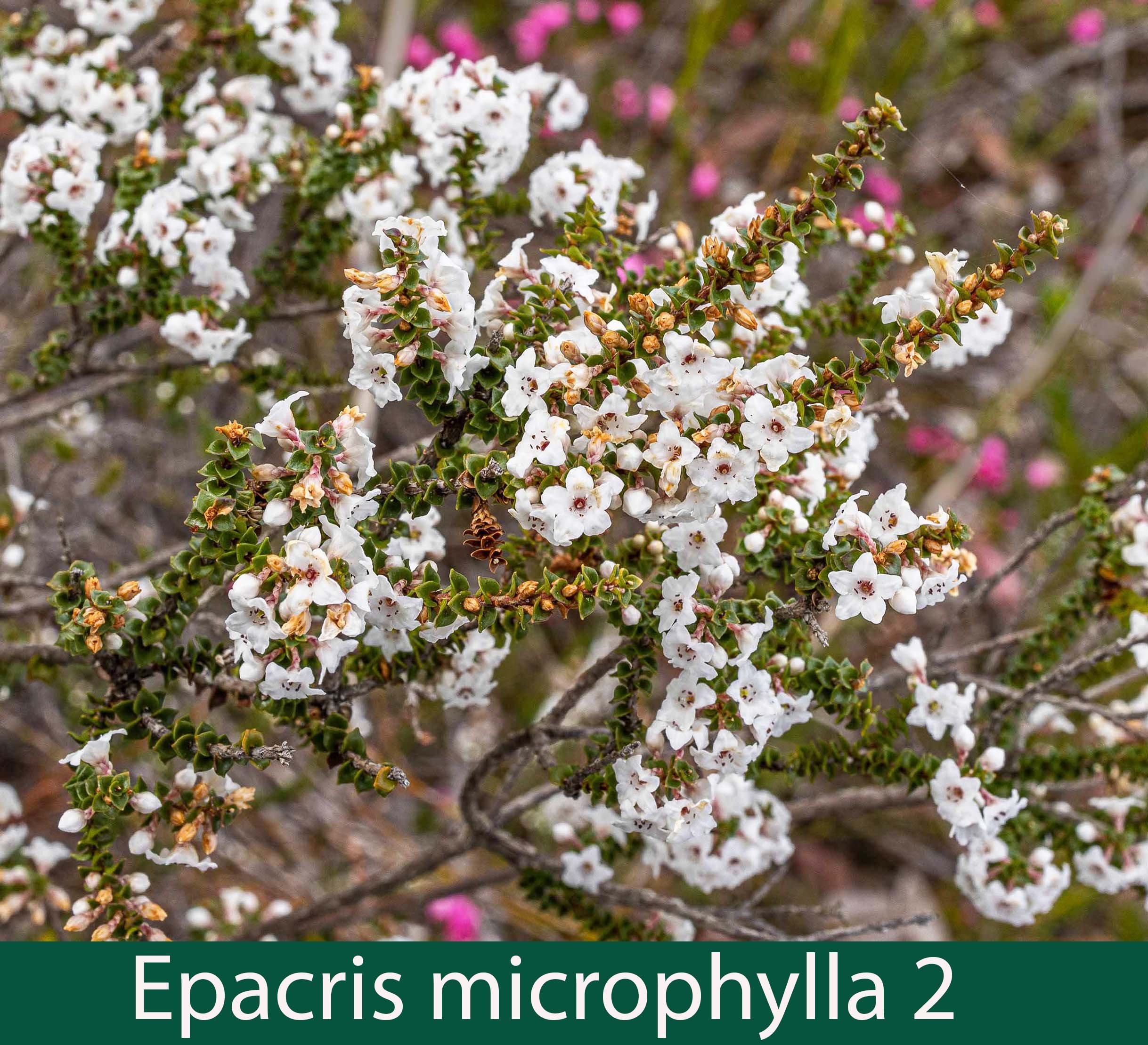 Epacris microphylla 2_.jpg
