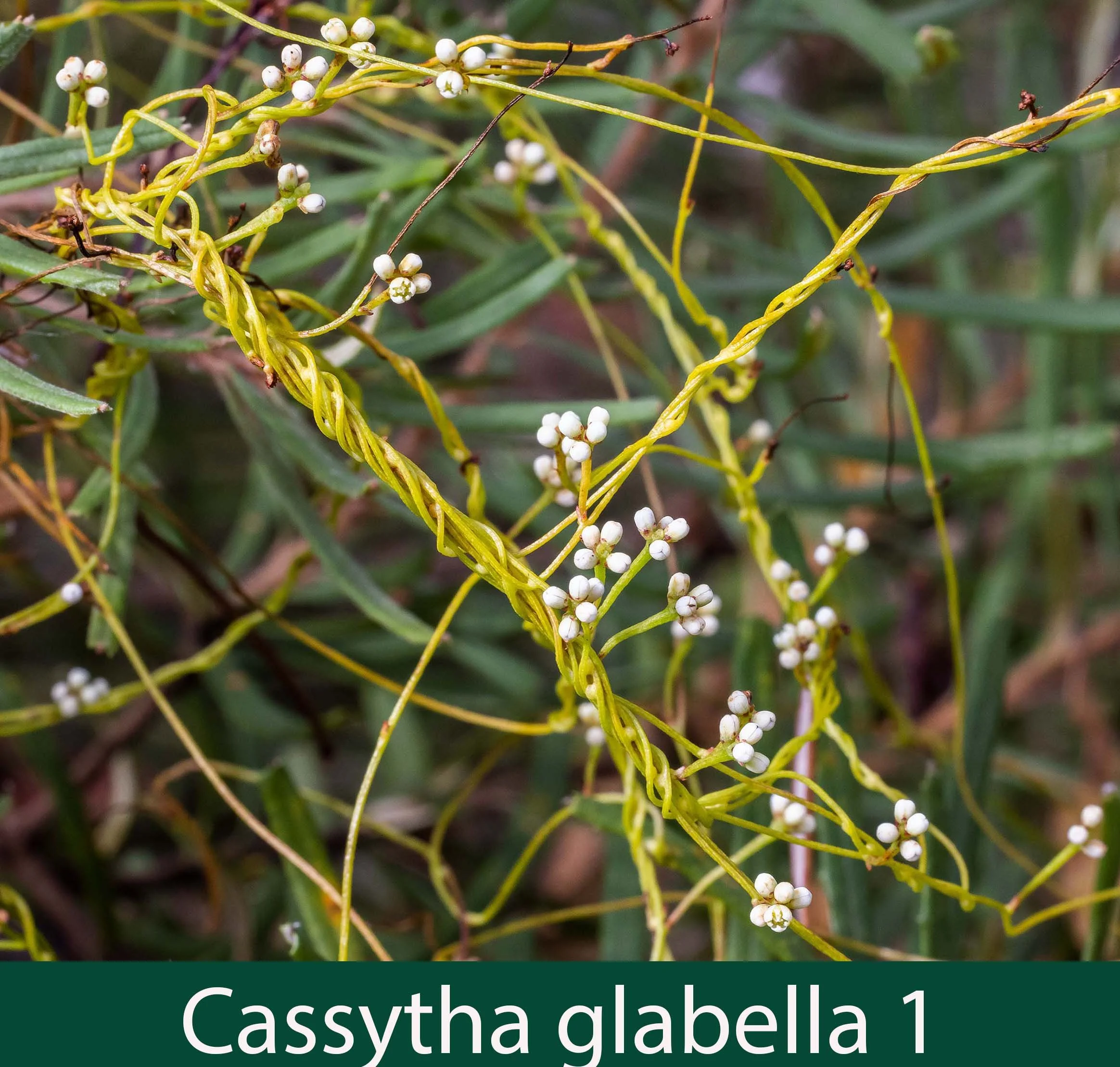 Cassytha glabella on Banksia marginata 1_.jpg