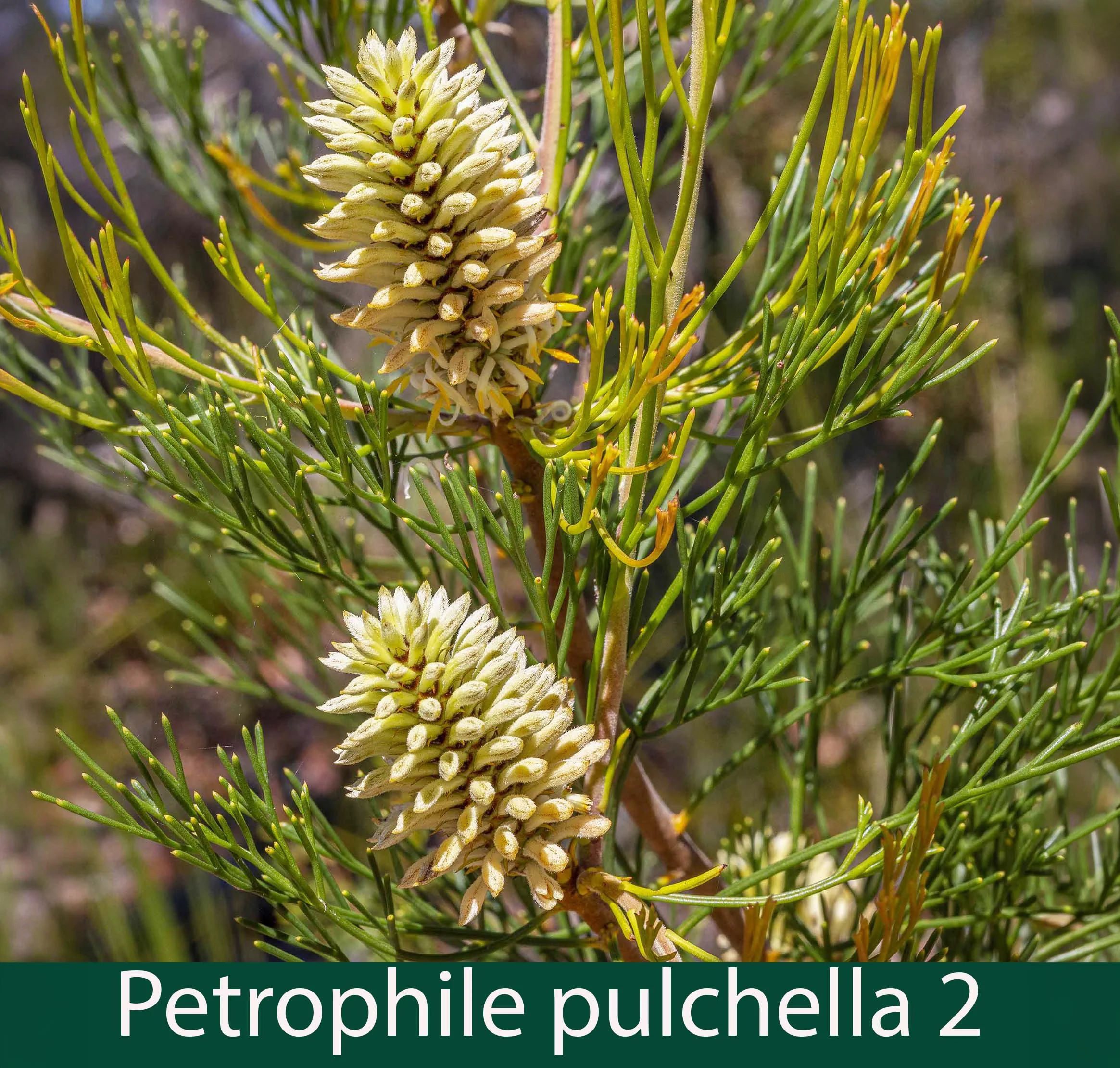 Petrophile pulchella 2_.jpg