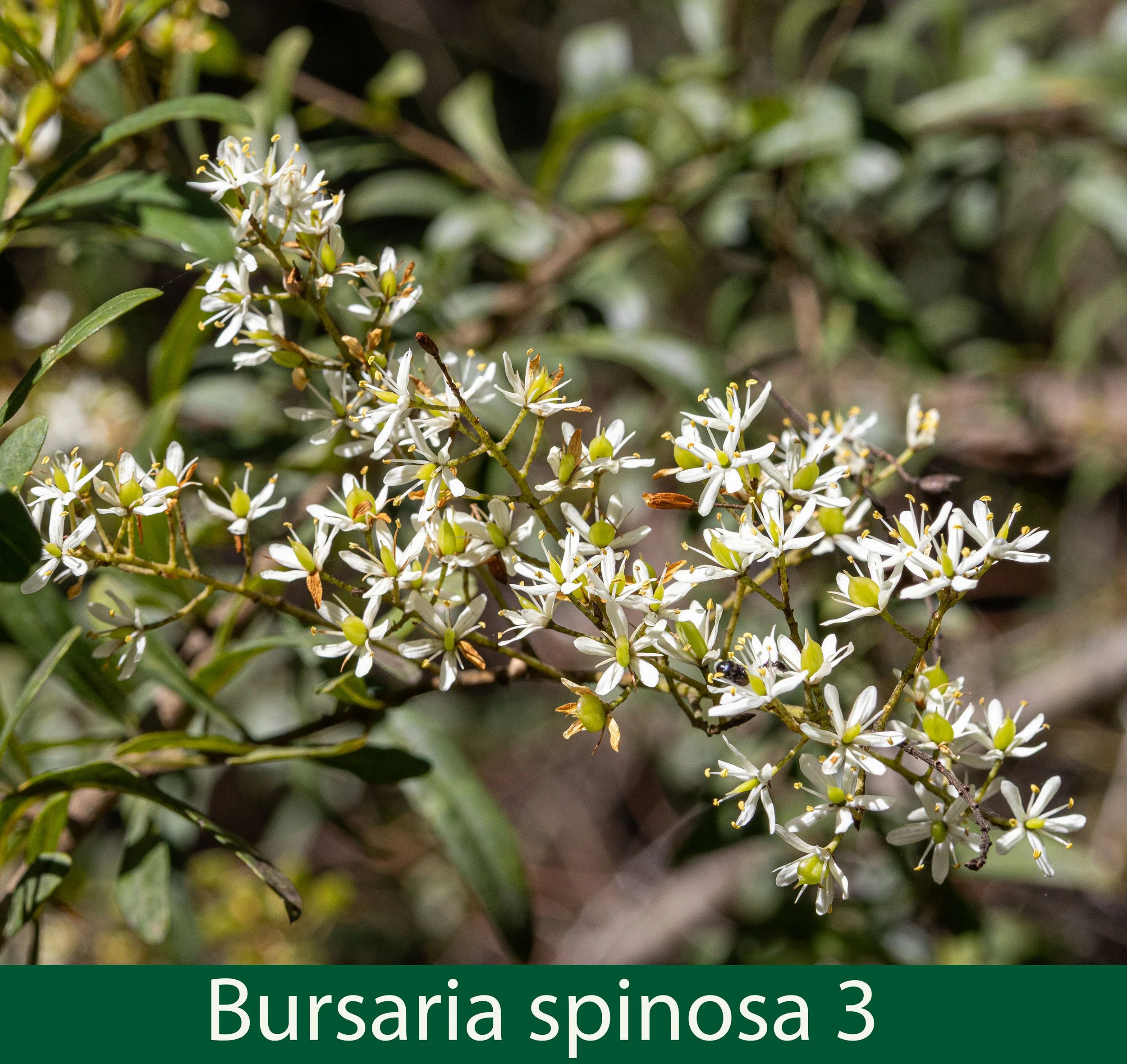 Bursaria spinosa 3-261A0916.jpg