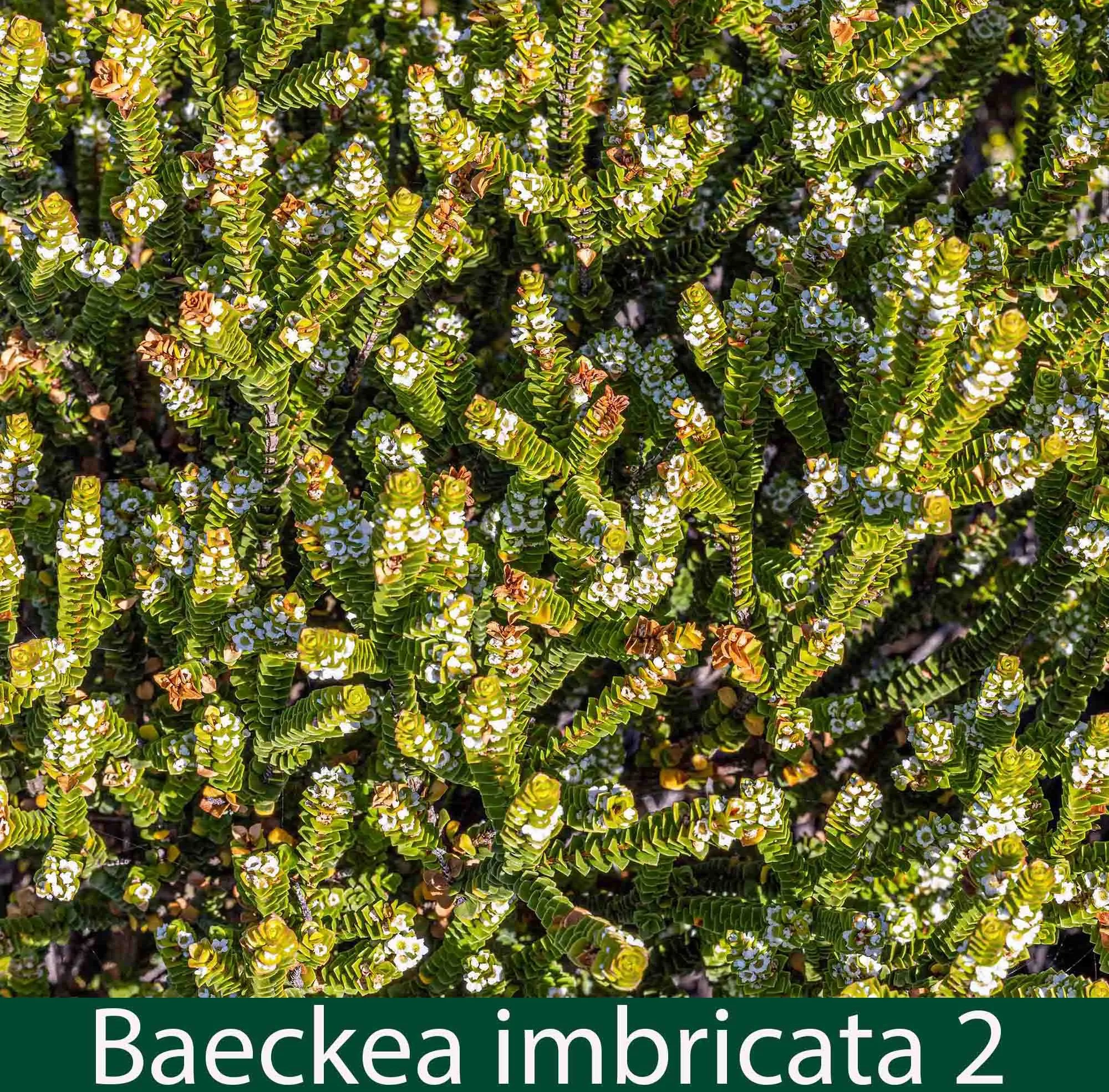 Baeckea imbricata  2_.jpg