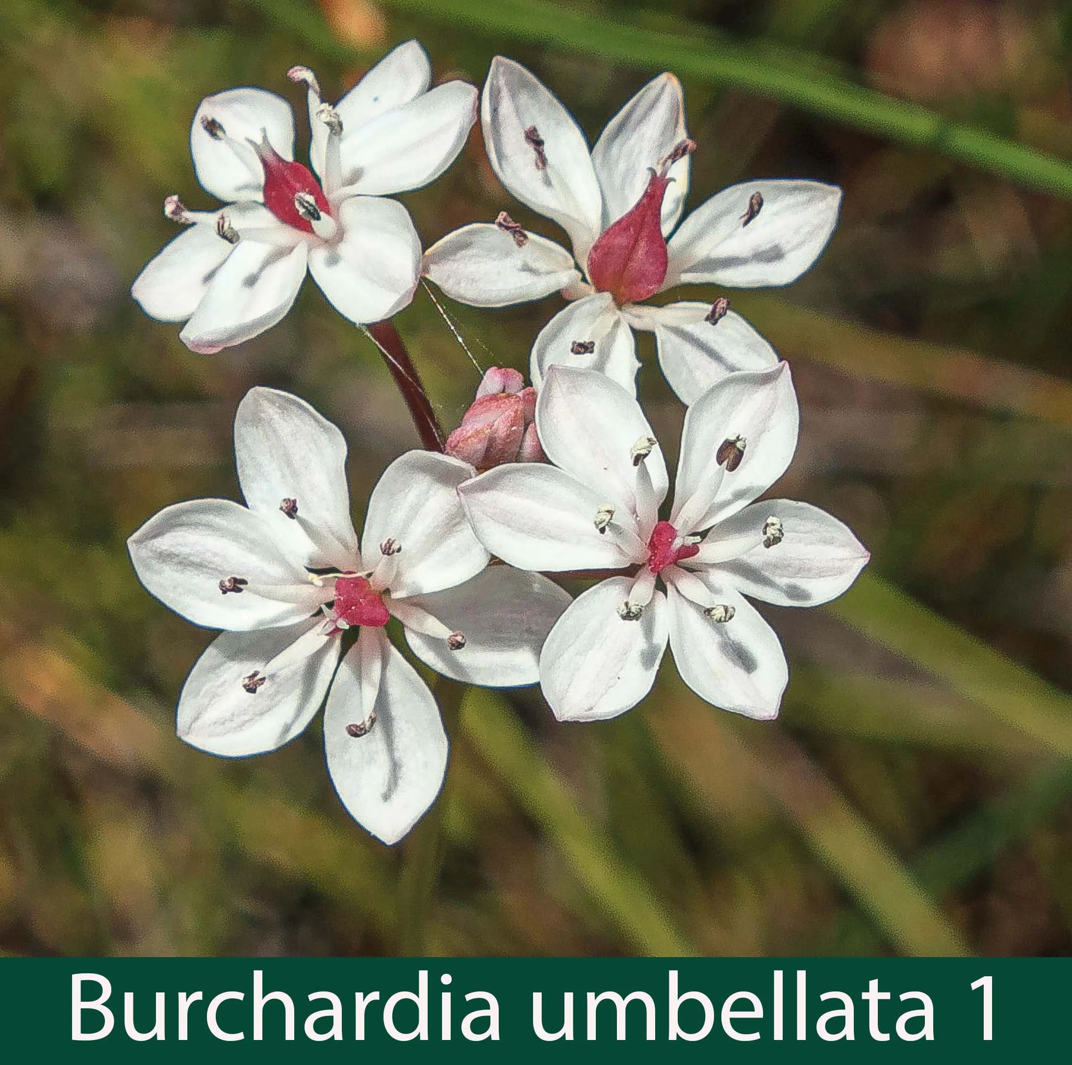 Burchardia umbellata 1   Milkmaids.jpg