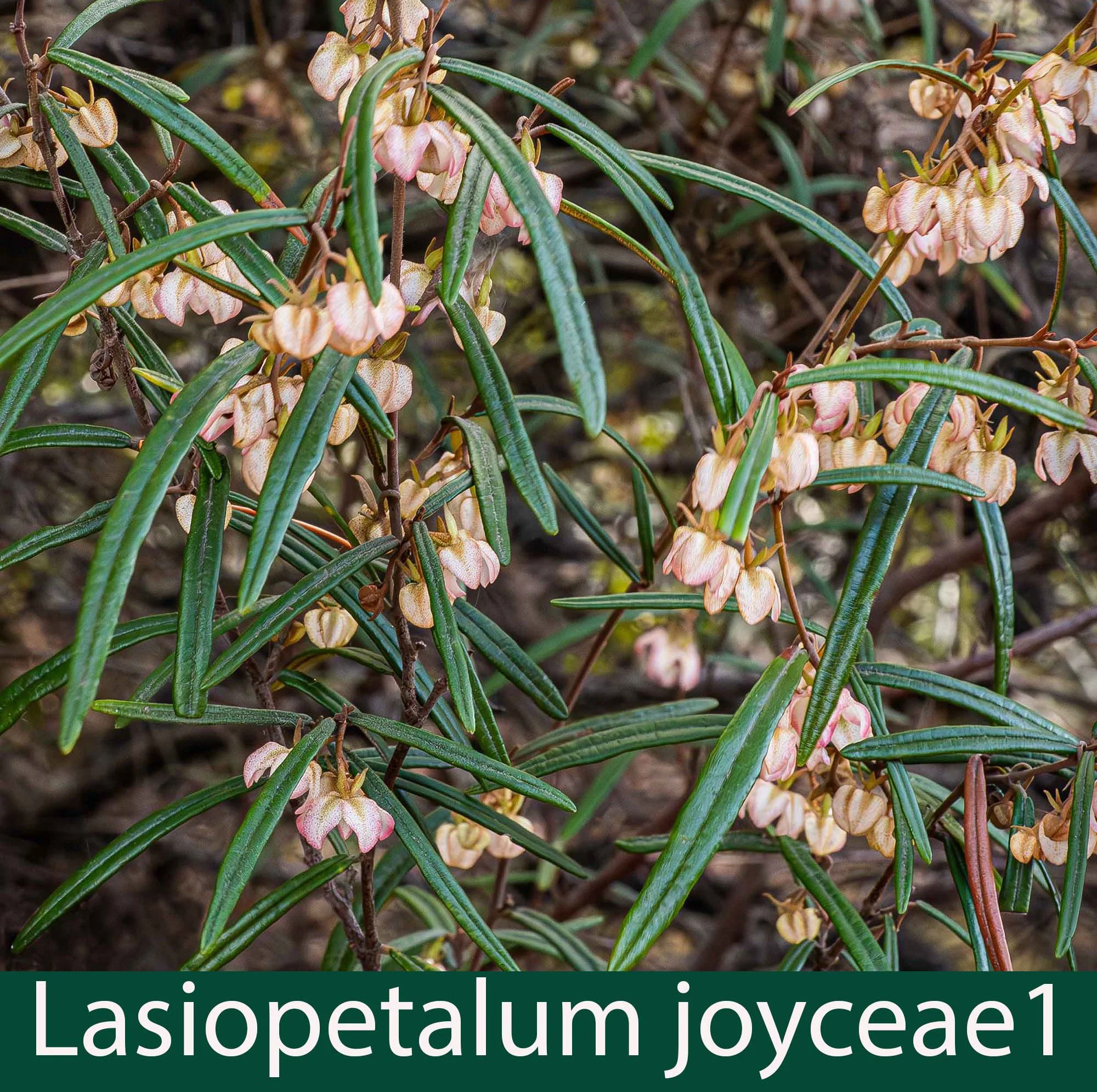 Lasiopetalum joyceae 1_.jpg
