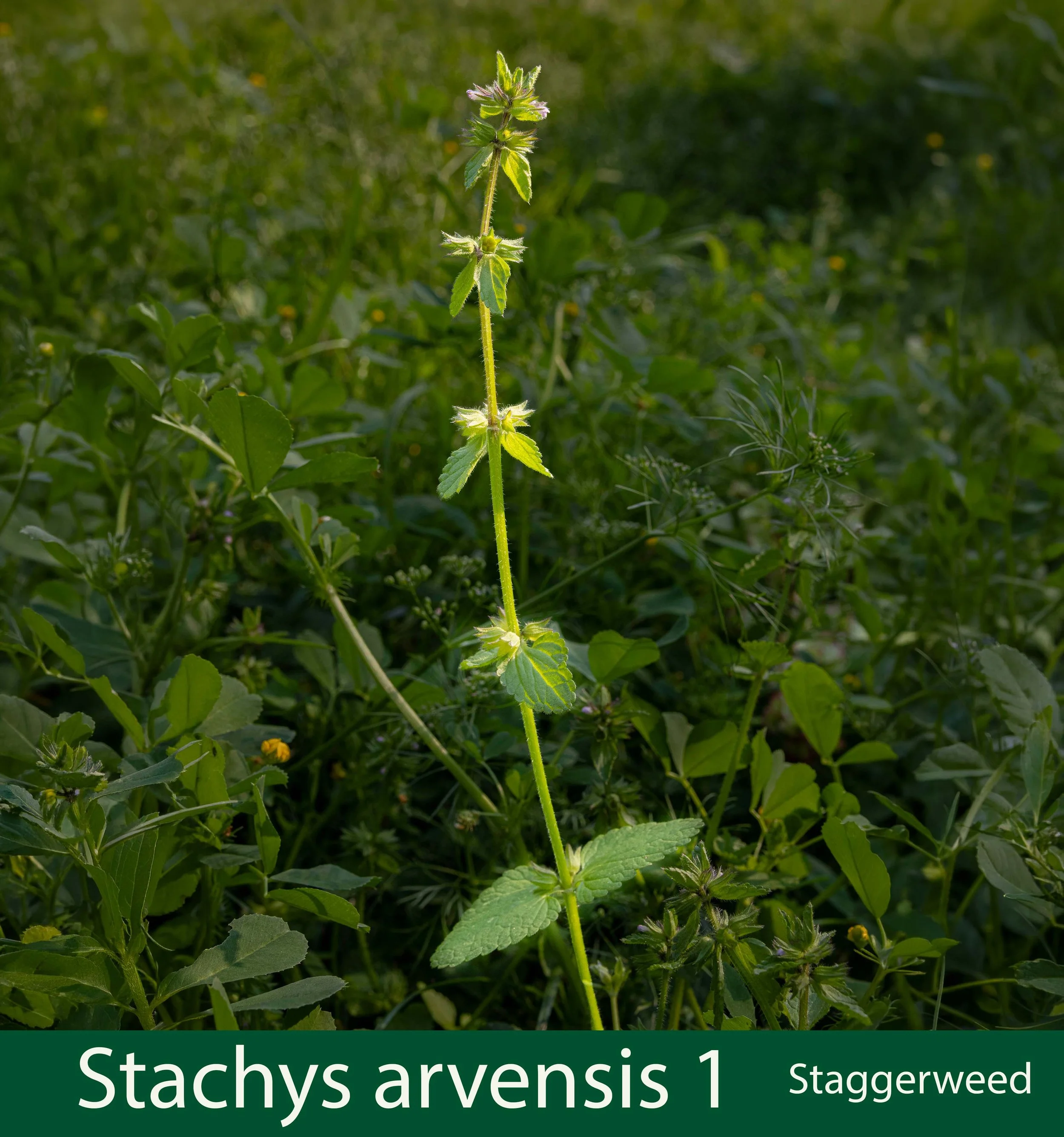 Stachys arvensis-1-Staggerweed-261A0452_.jpg