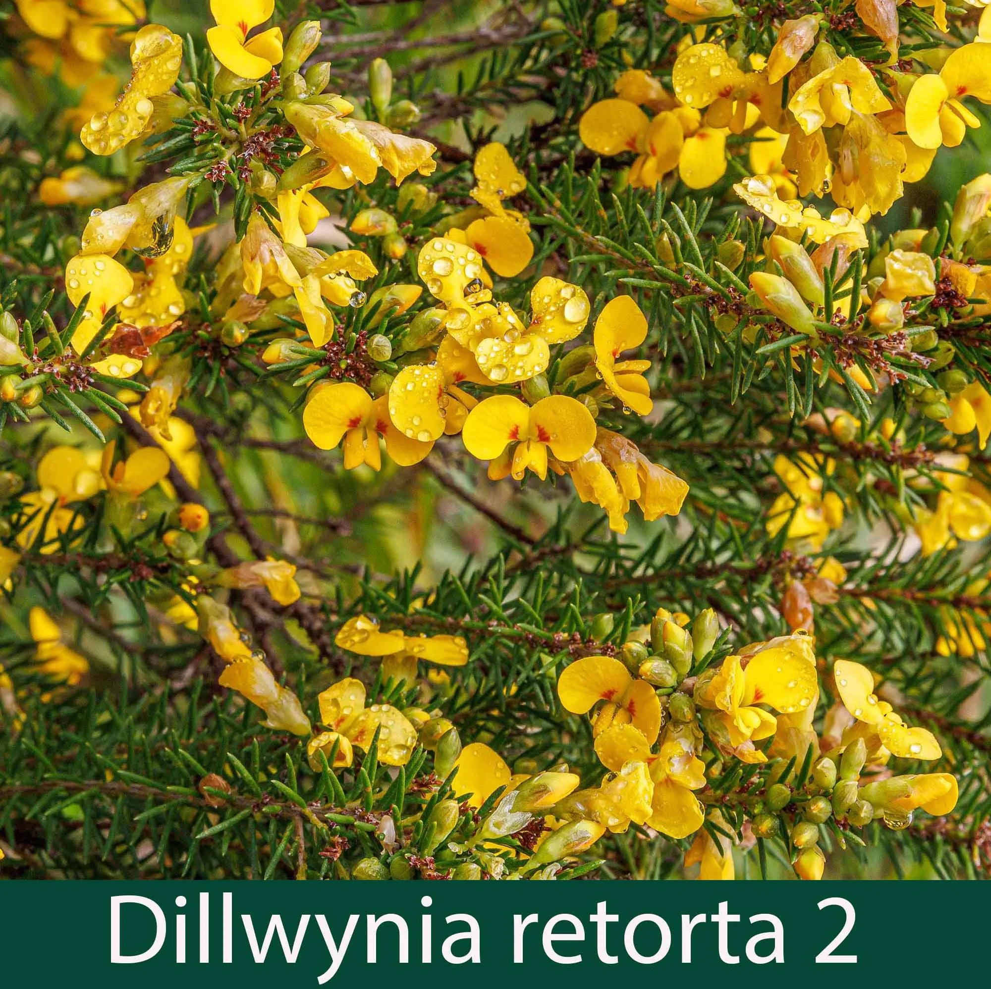 Dillwynia retorta  2   Eggs and bacon.jpg