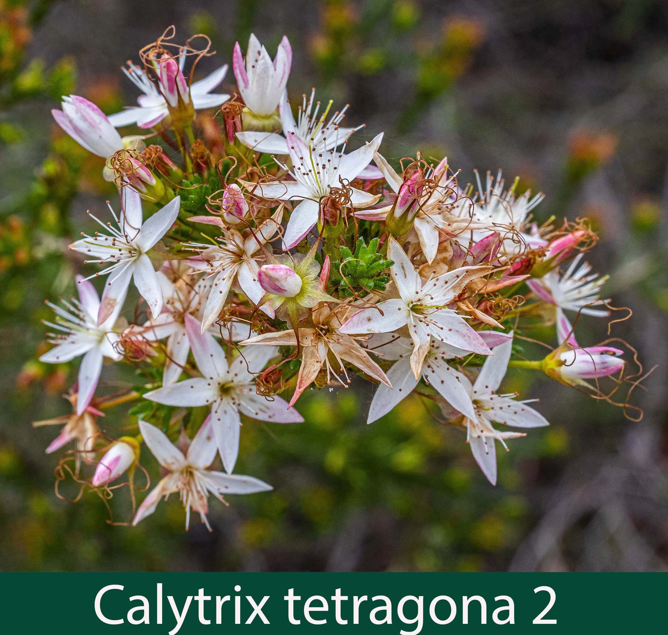 Calytrix tetragona 2   Fringed myrtle.jpg