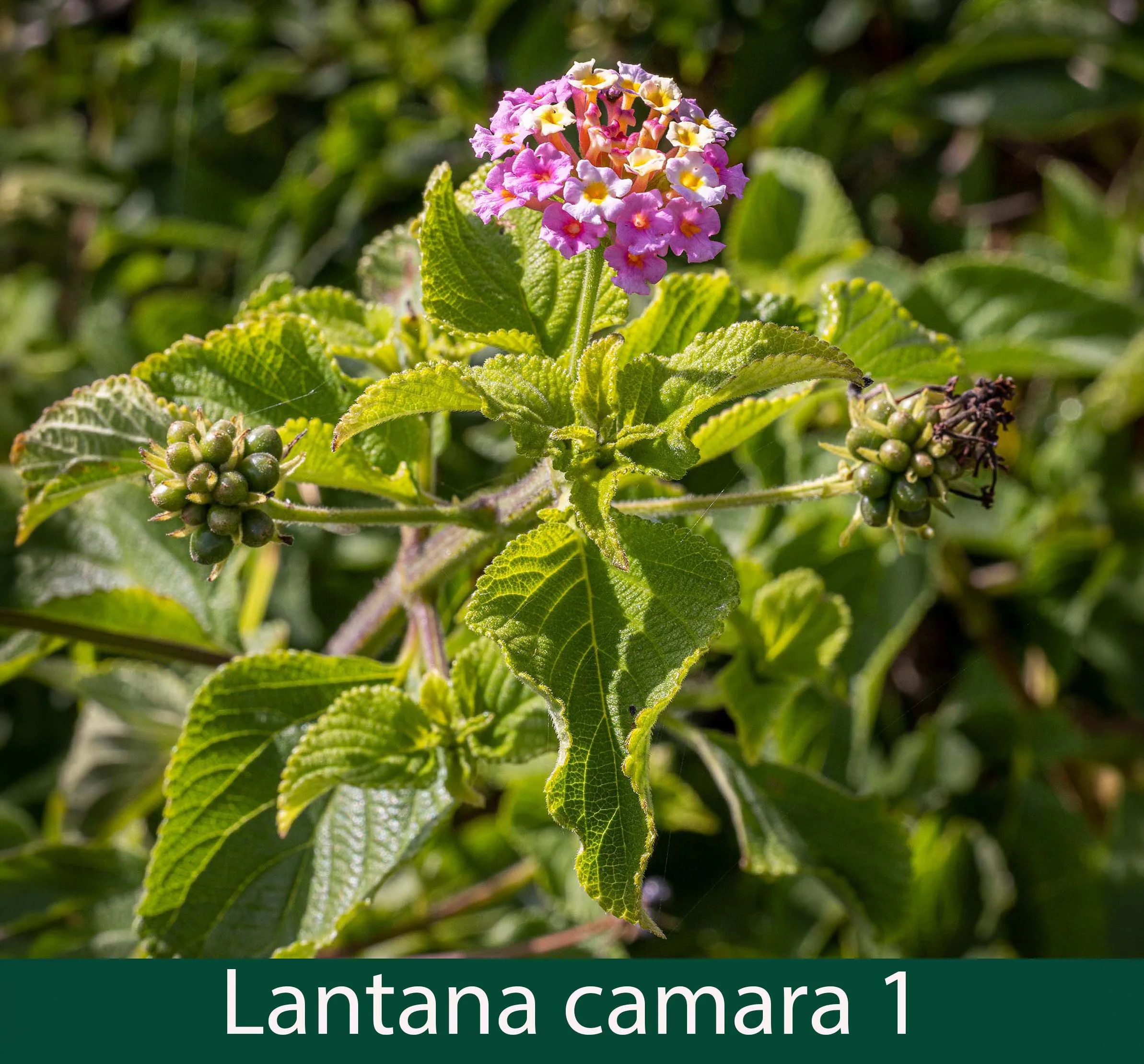 Lantana camara 1_.jpg