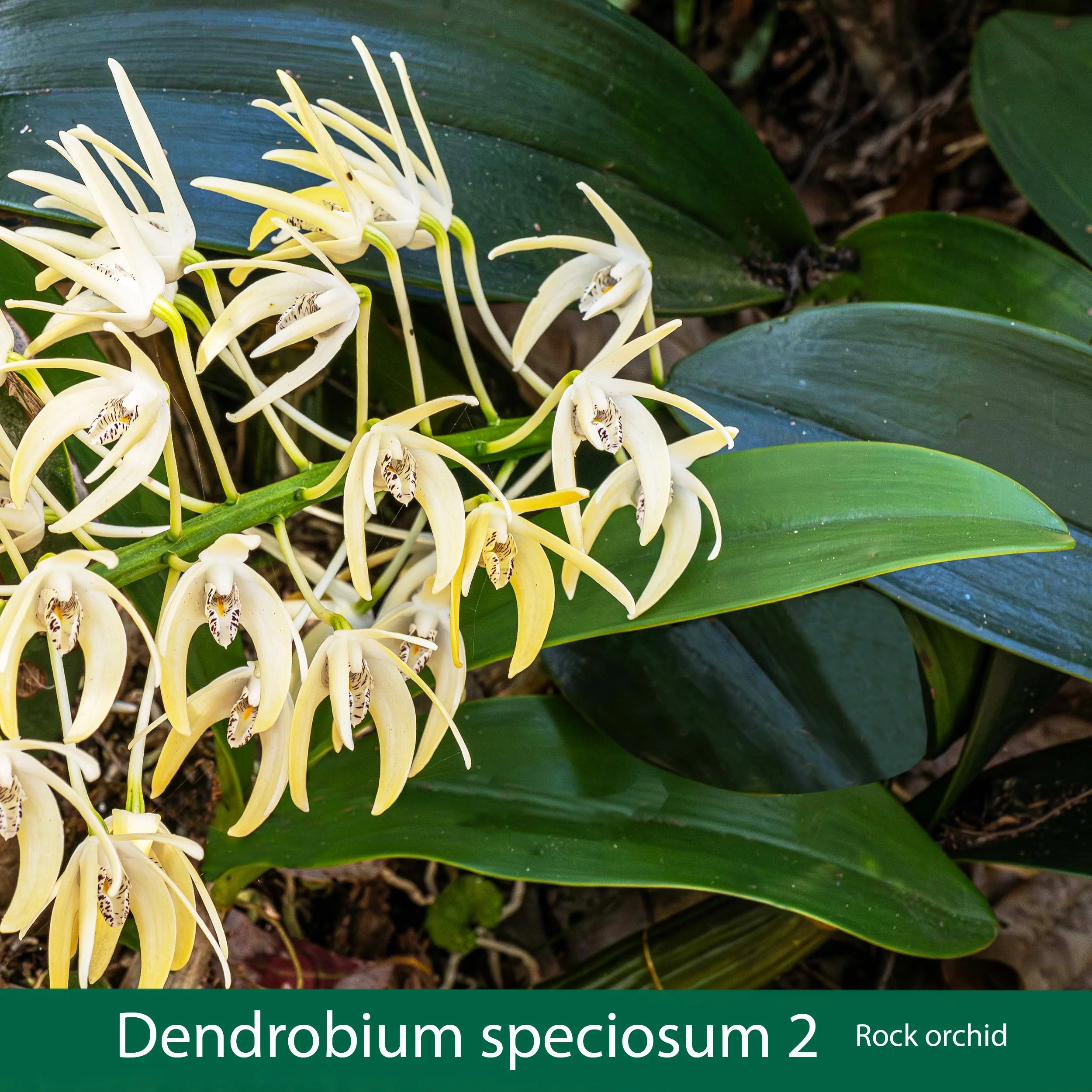 Dendrobium speciosum 2 .jpg