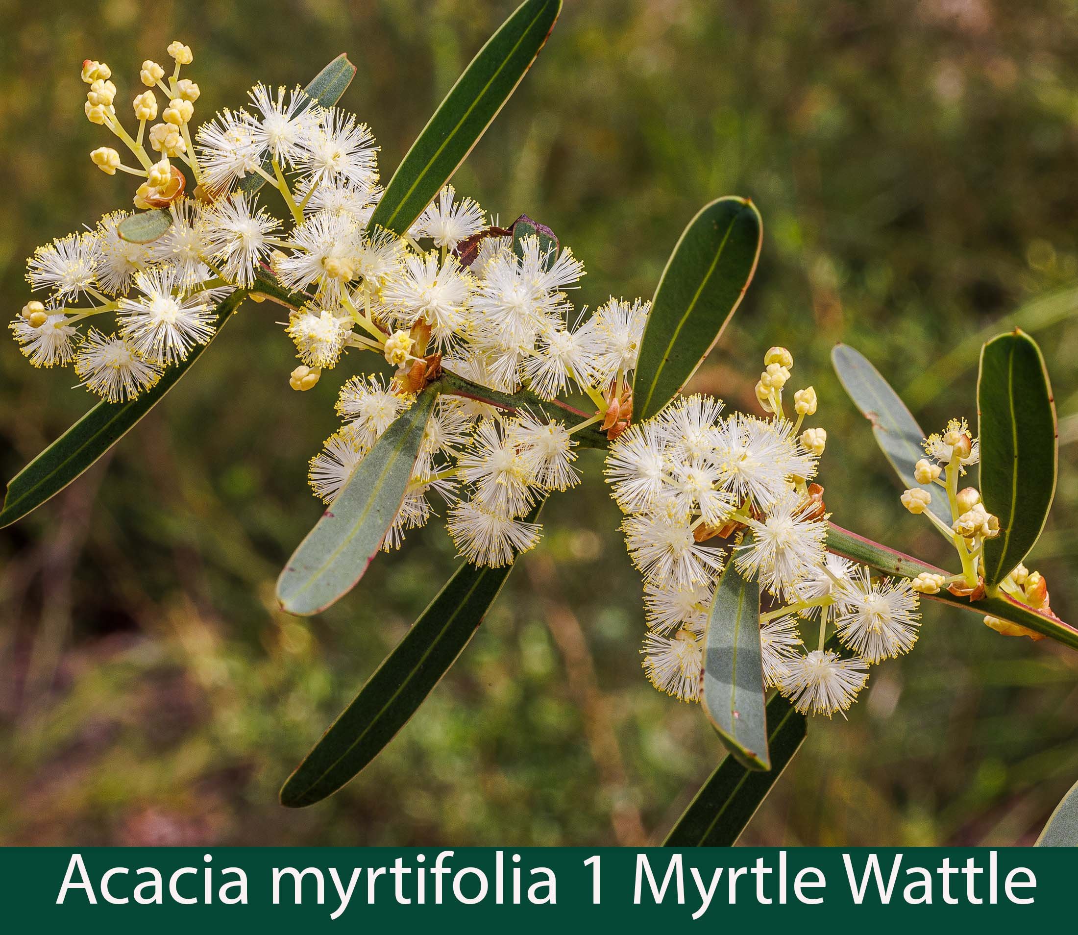 Acacia myrtifolia 1 Myrtle Wattle.jpg