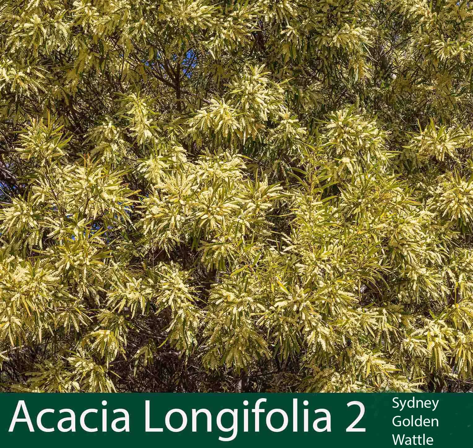 Acacia longifolia 2.jpg