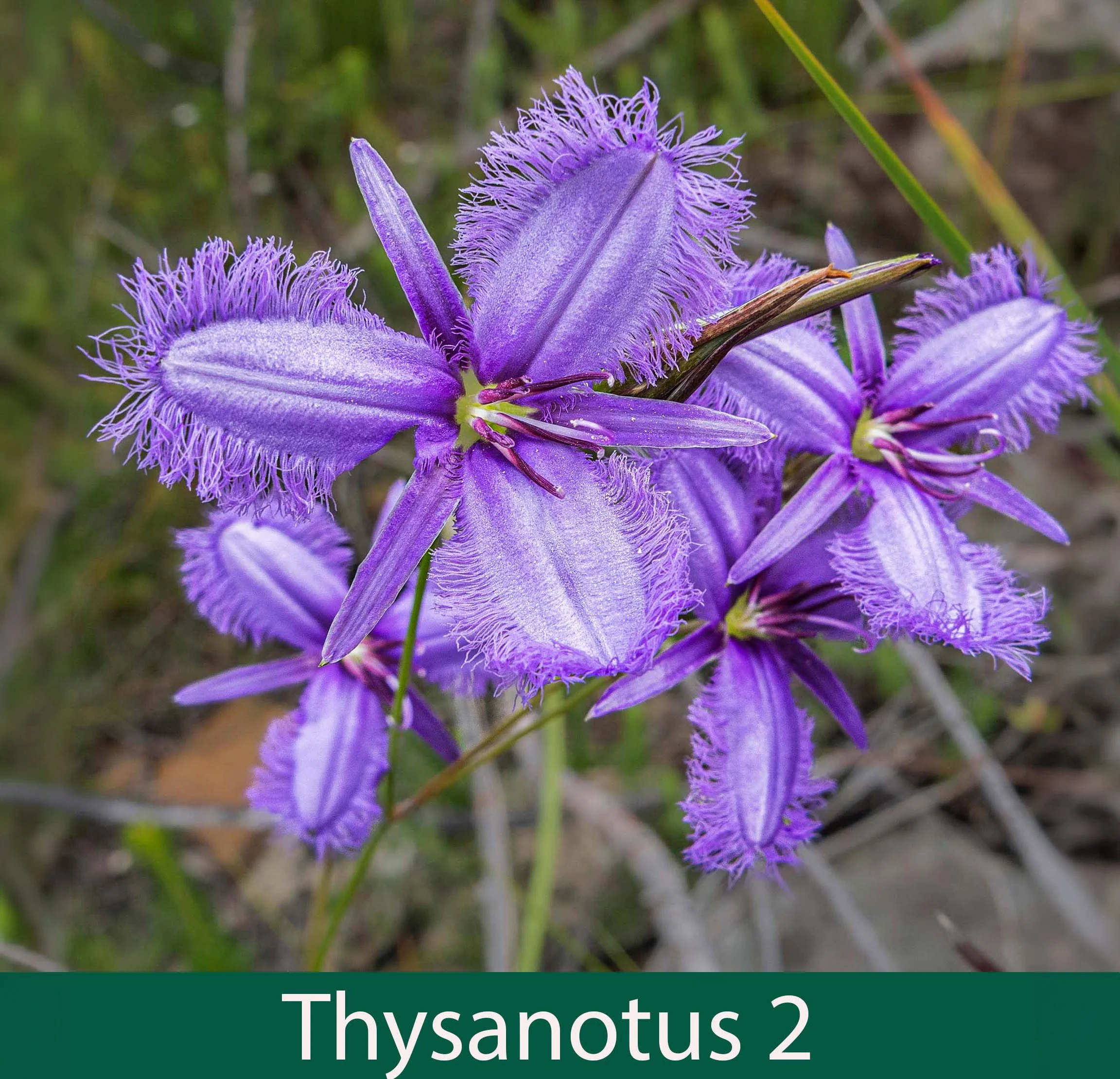 Thysanotus 2_.jpg