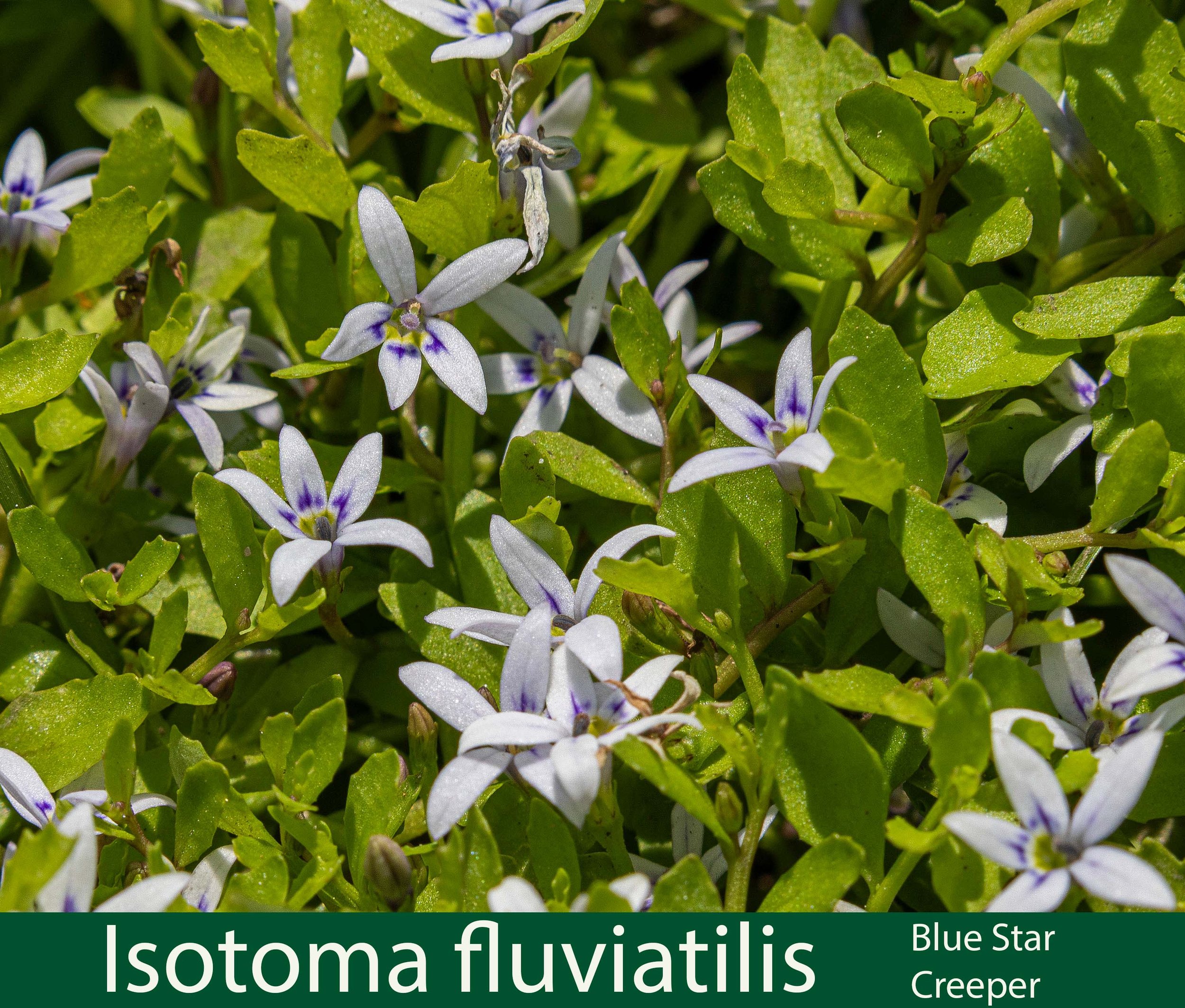 Isotoma fluviatilis-aa-Blue Star creeper--261A0550 copy.jpg