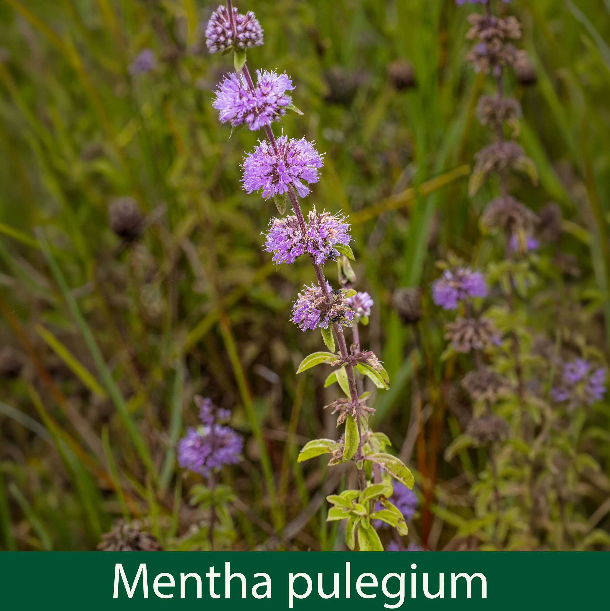 Mentha pulegium b-.jpg