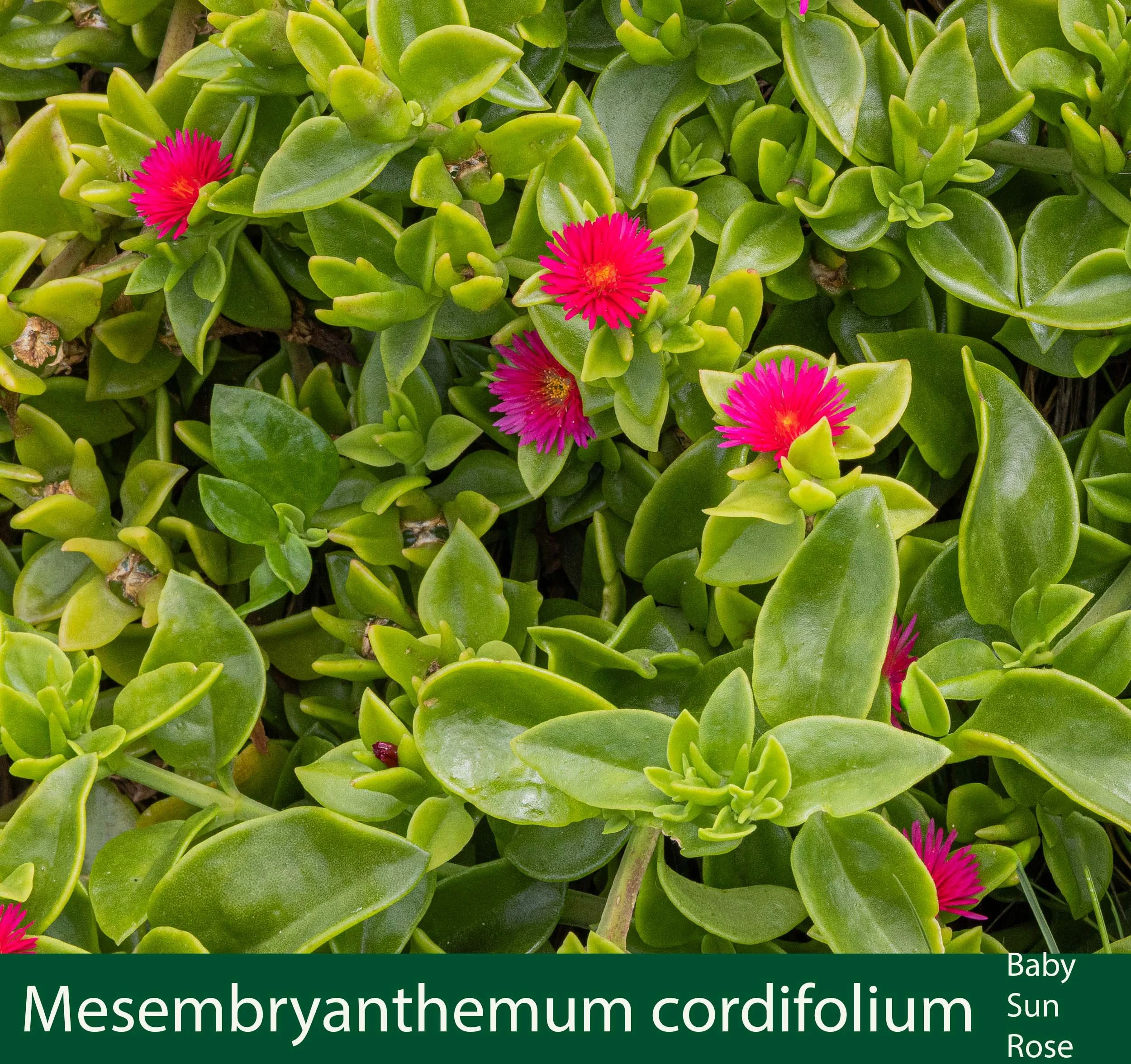 Mesembryanthemum cordifolium-a-Baby Sun Rose--261A0576 copy.jpg