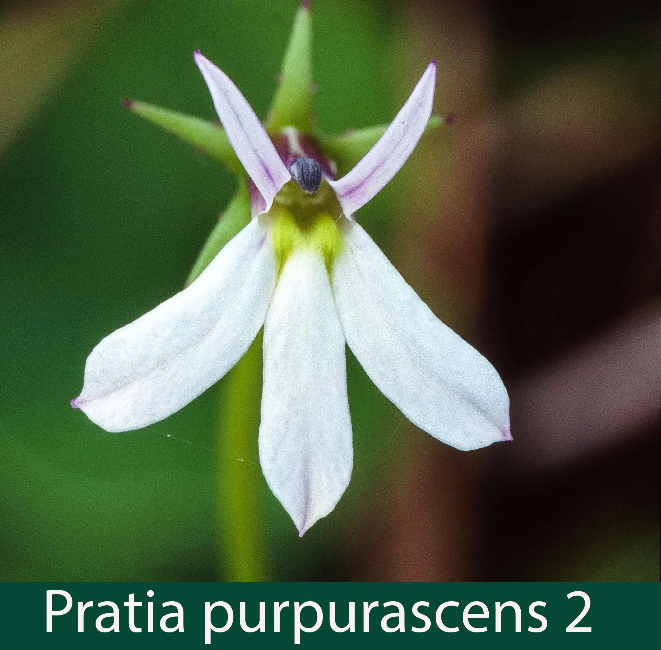 Pratia purpurascens 2    White root.jpg