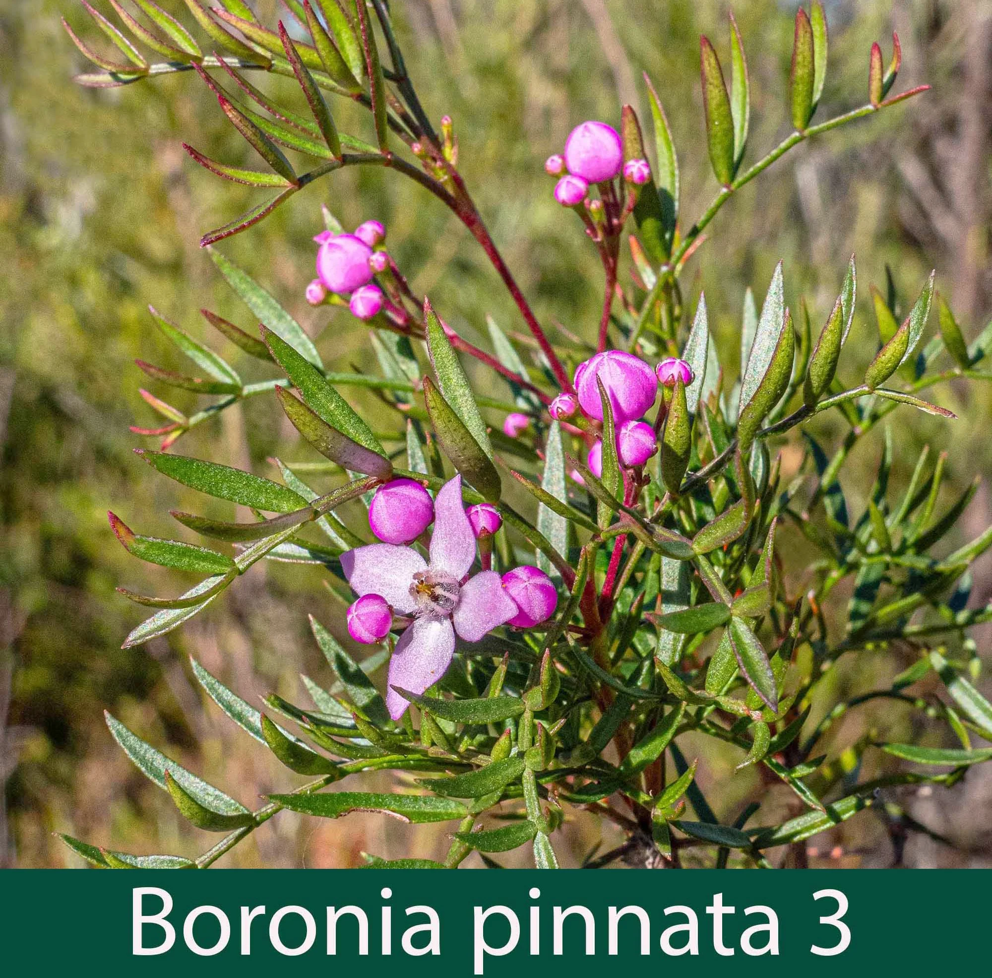 Boronia pinnata 3.jpg