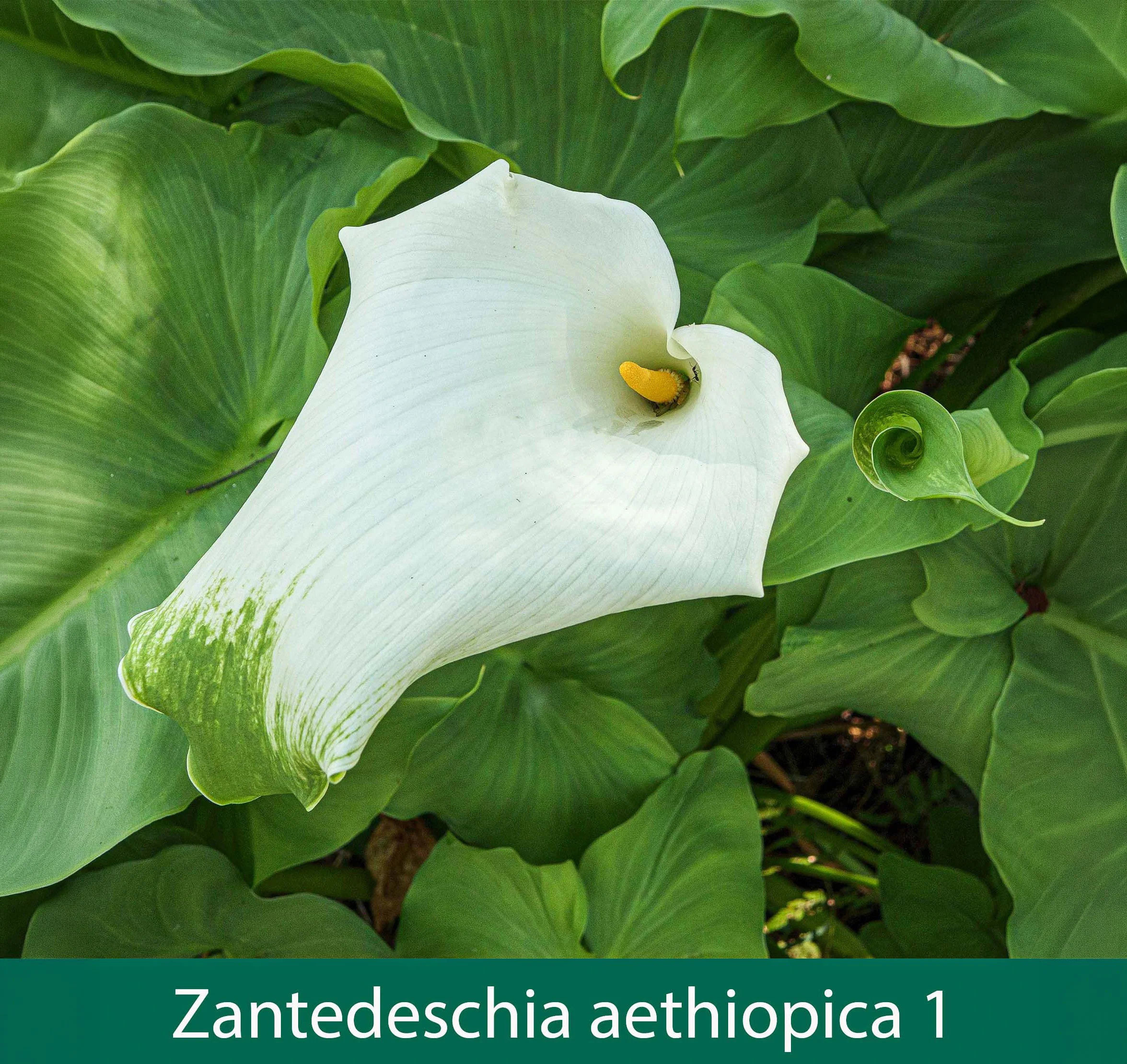 Zantedeschia aethiopica 1   Giant white Calla lily.jpg