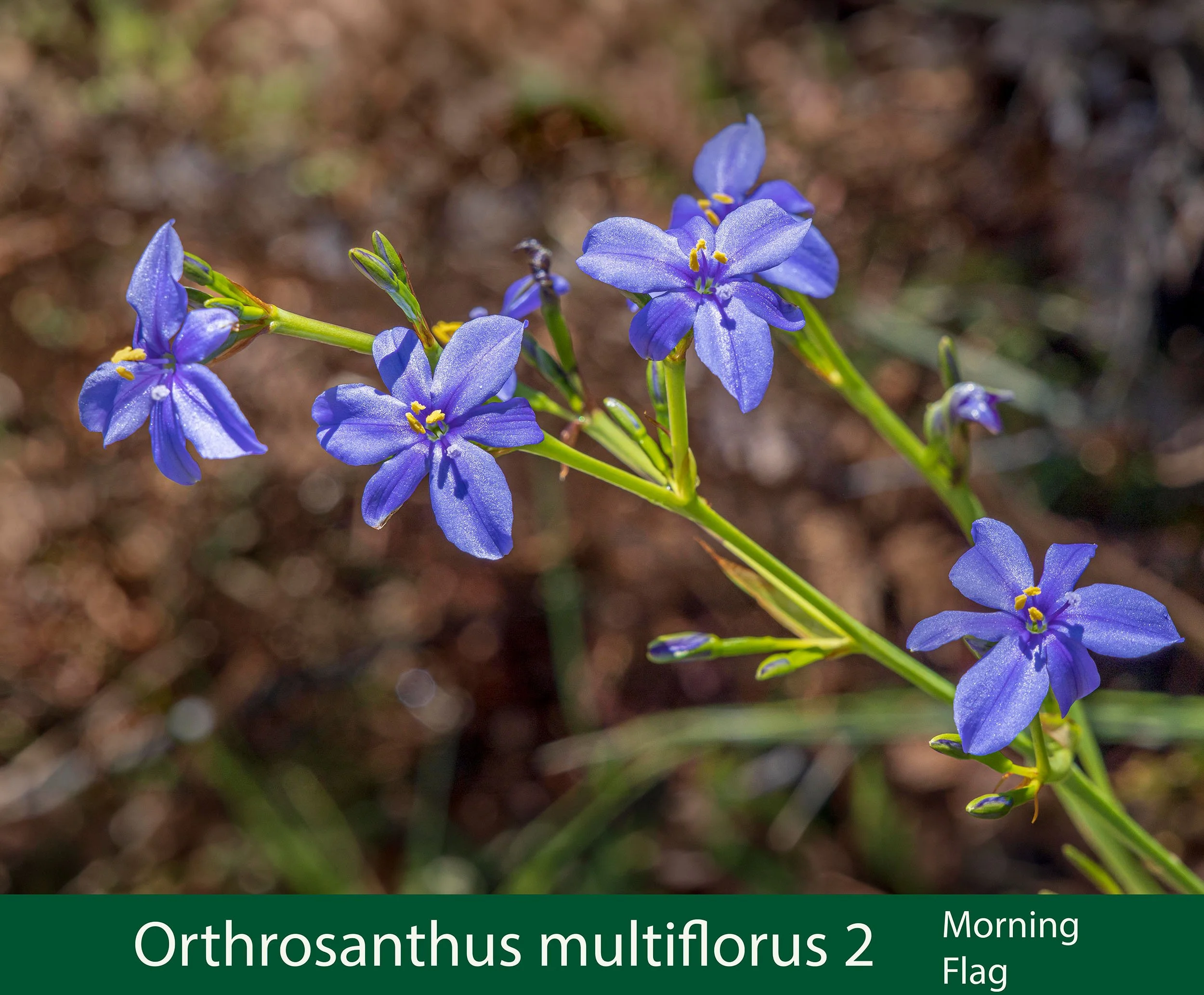 Orthrosanthus multiflorus 2  Morning Flag  -.jpg