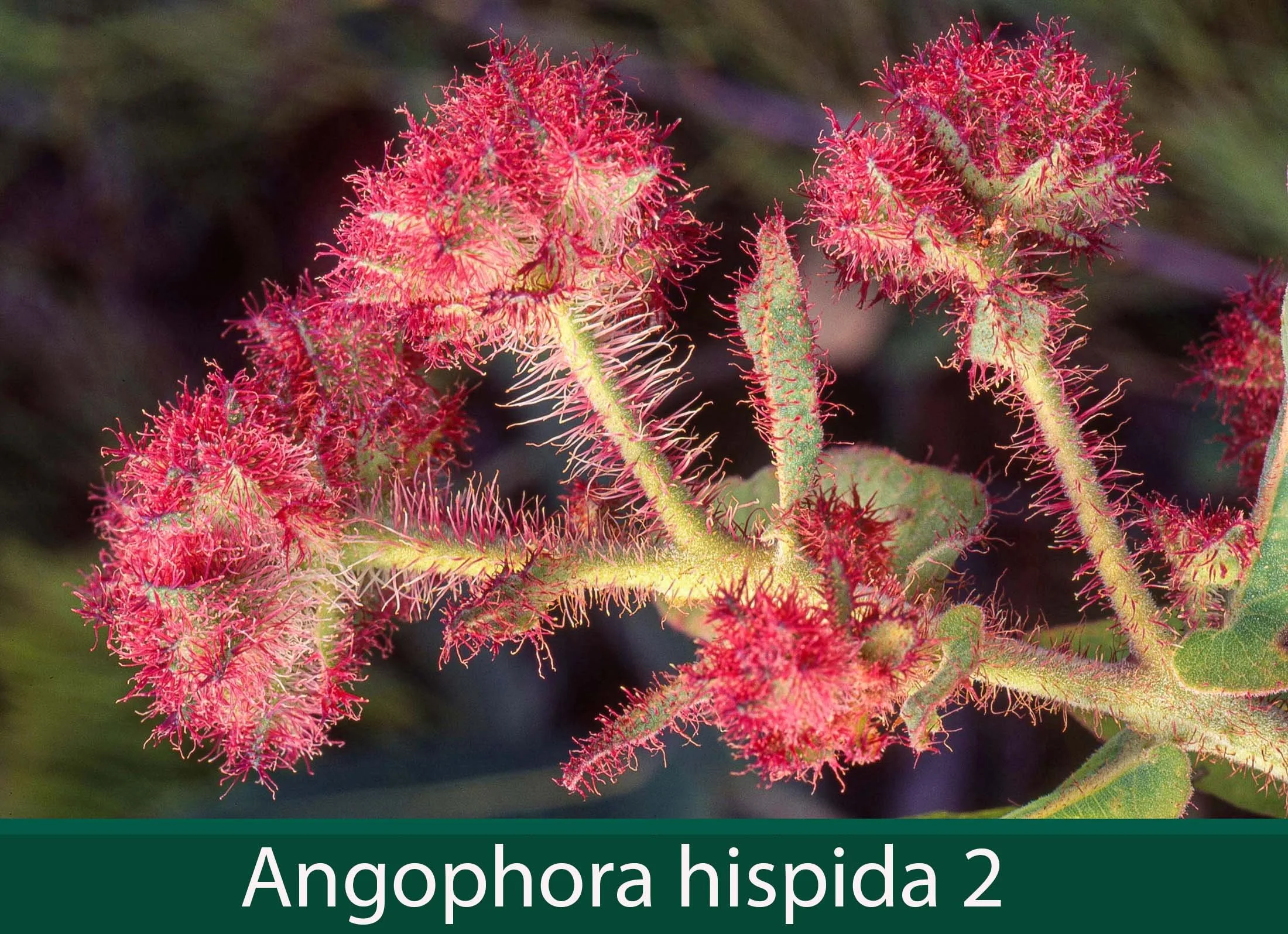 Angophora hispida 2.jpg
