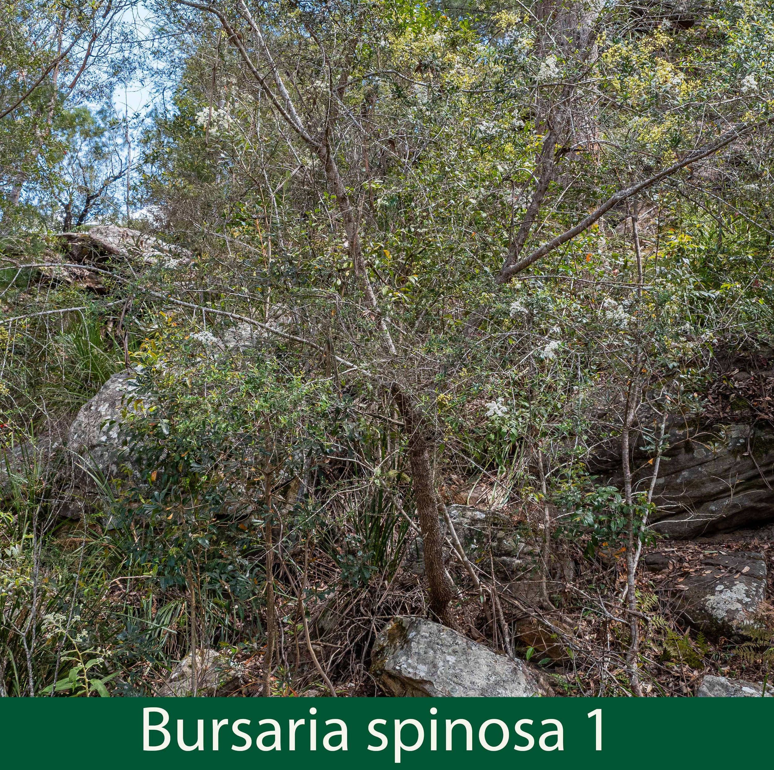 Bursaria spinosa 1- P1018673.jpg