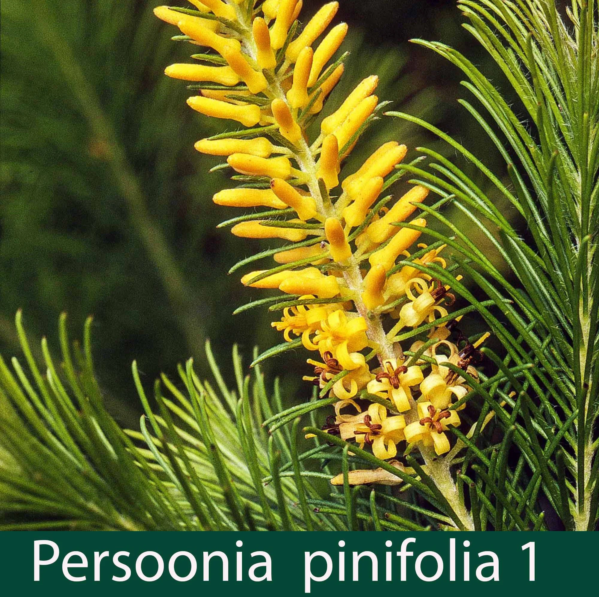 Persoonia pinifolia 1_.jpg