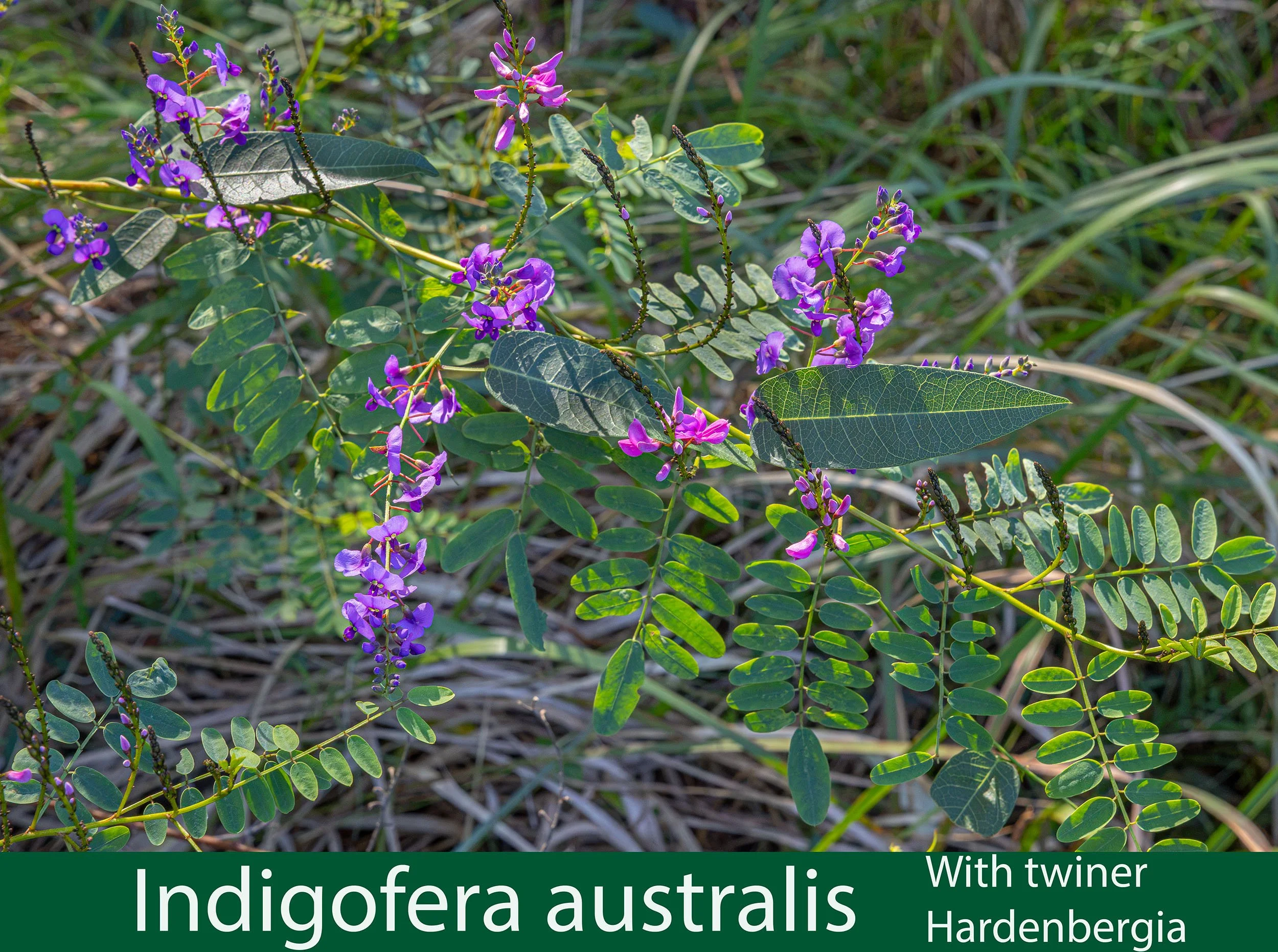 Indigofera australis with Hardenbergia violacea 1  261A7928.jpg